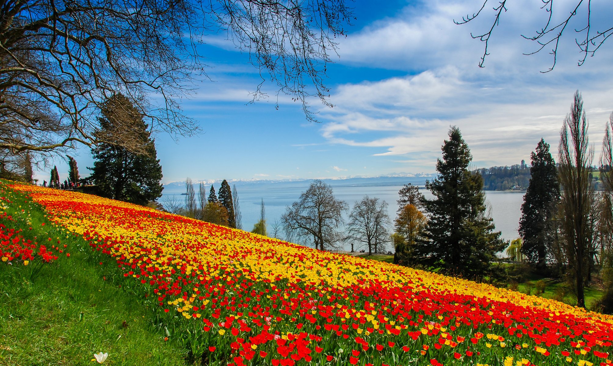 pendenza erba fiori tulipani alberi lago paesaggio