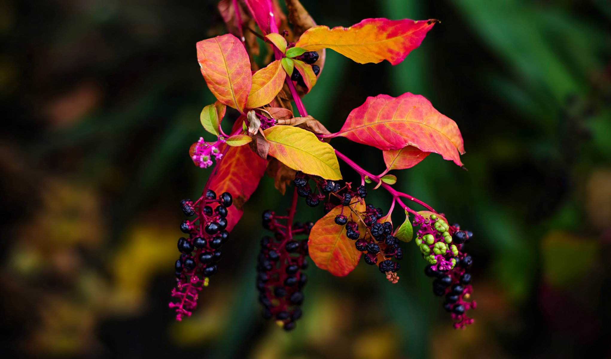 branch leaves fruit