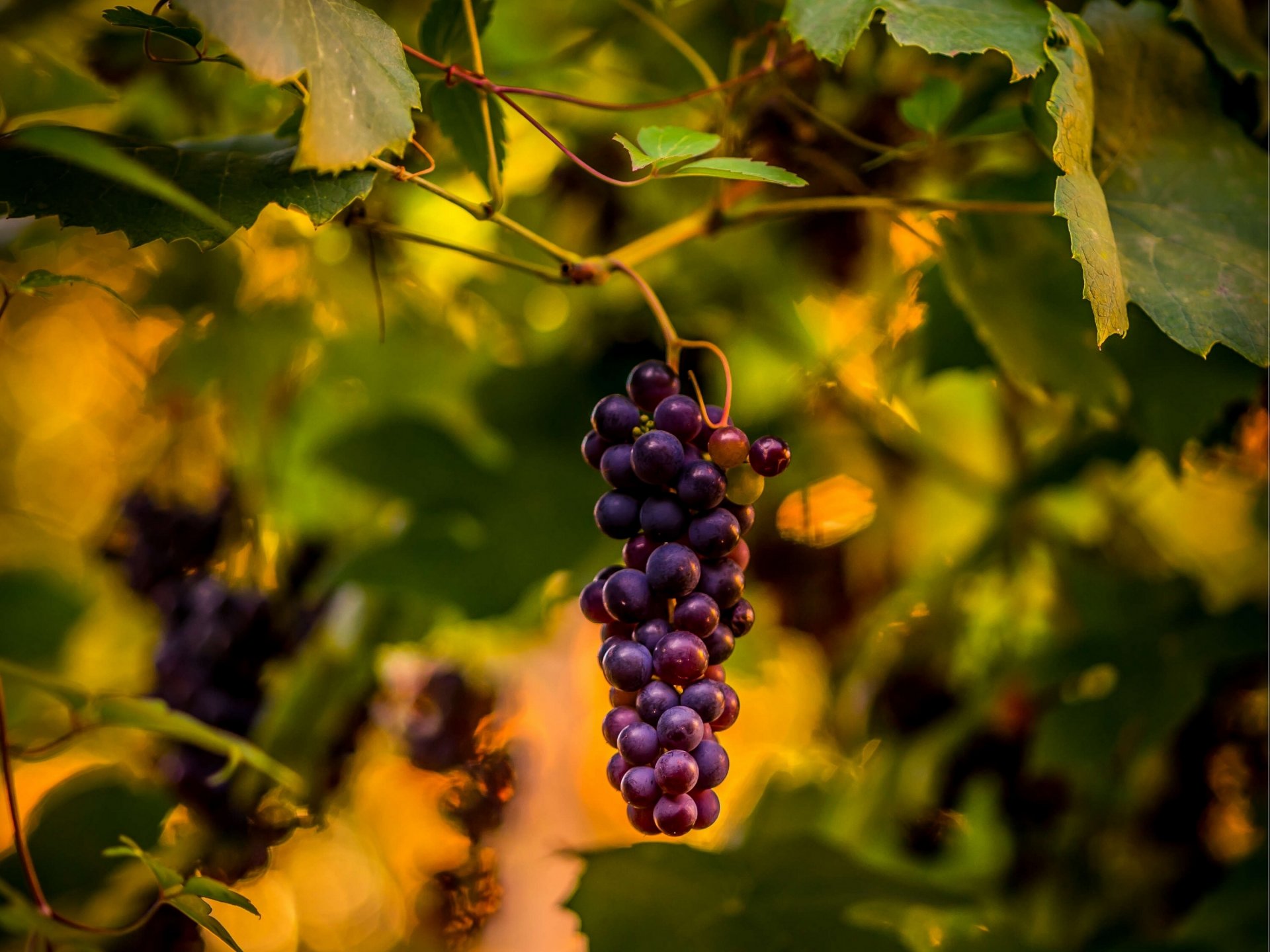 winogrona kiść winorośl makro