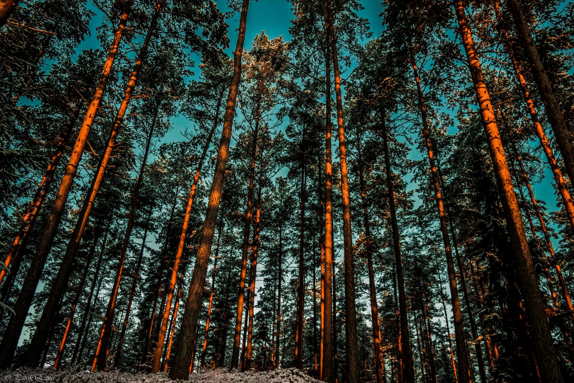 cielo bosque árboles pinos