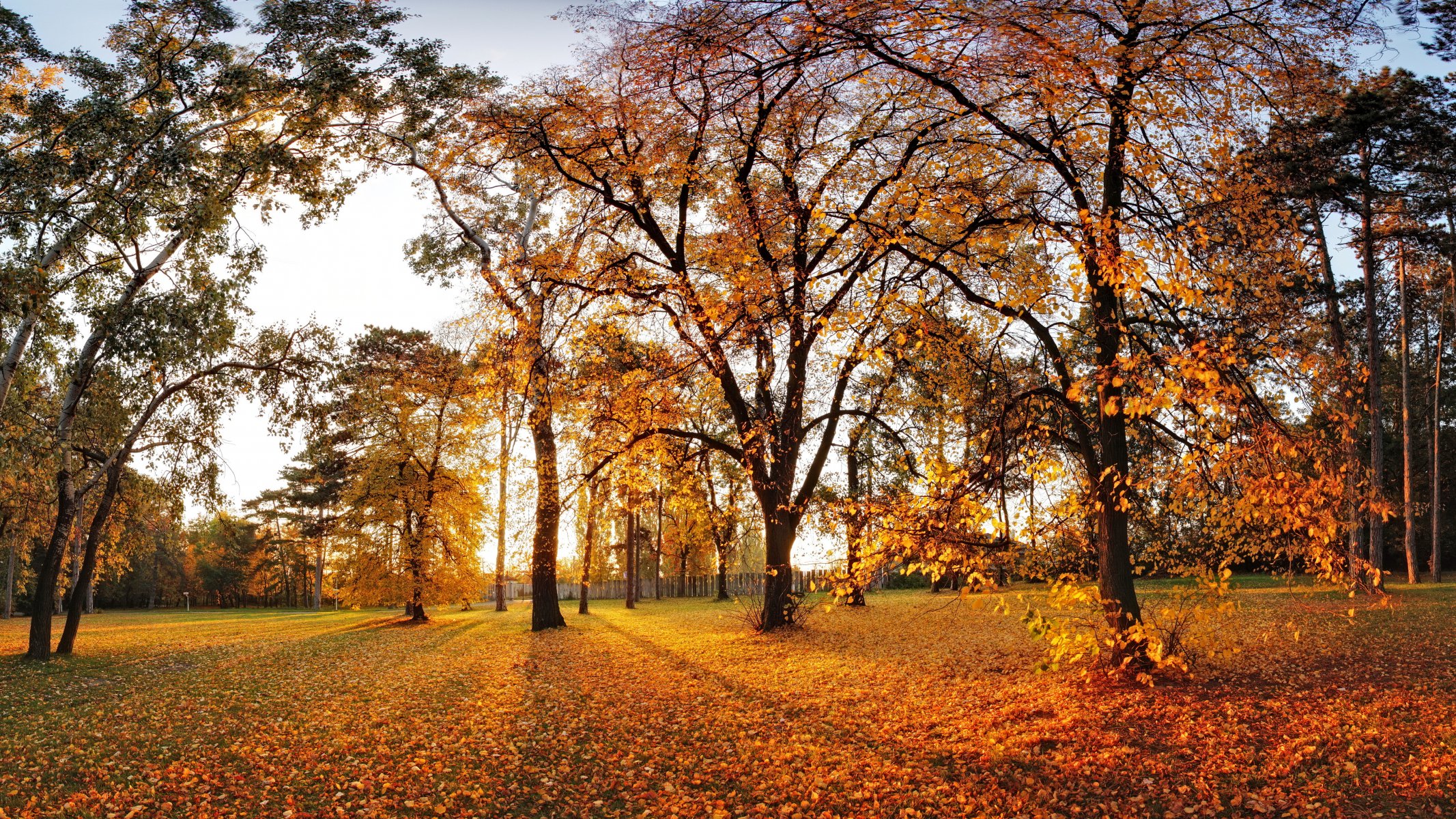 autumn park tree nature landscape leaves tree