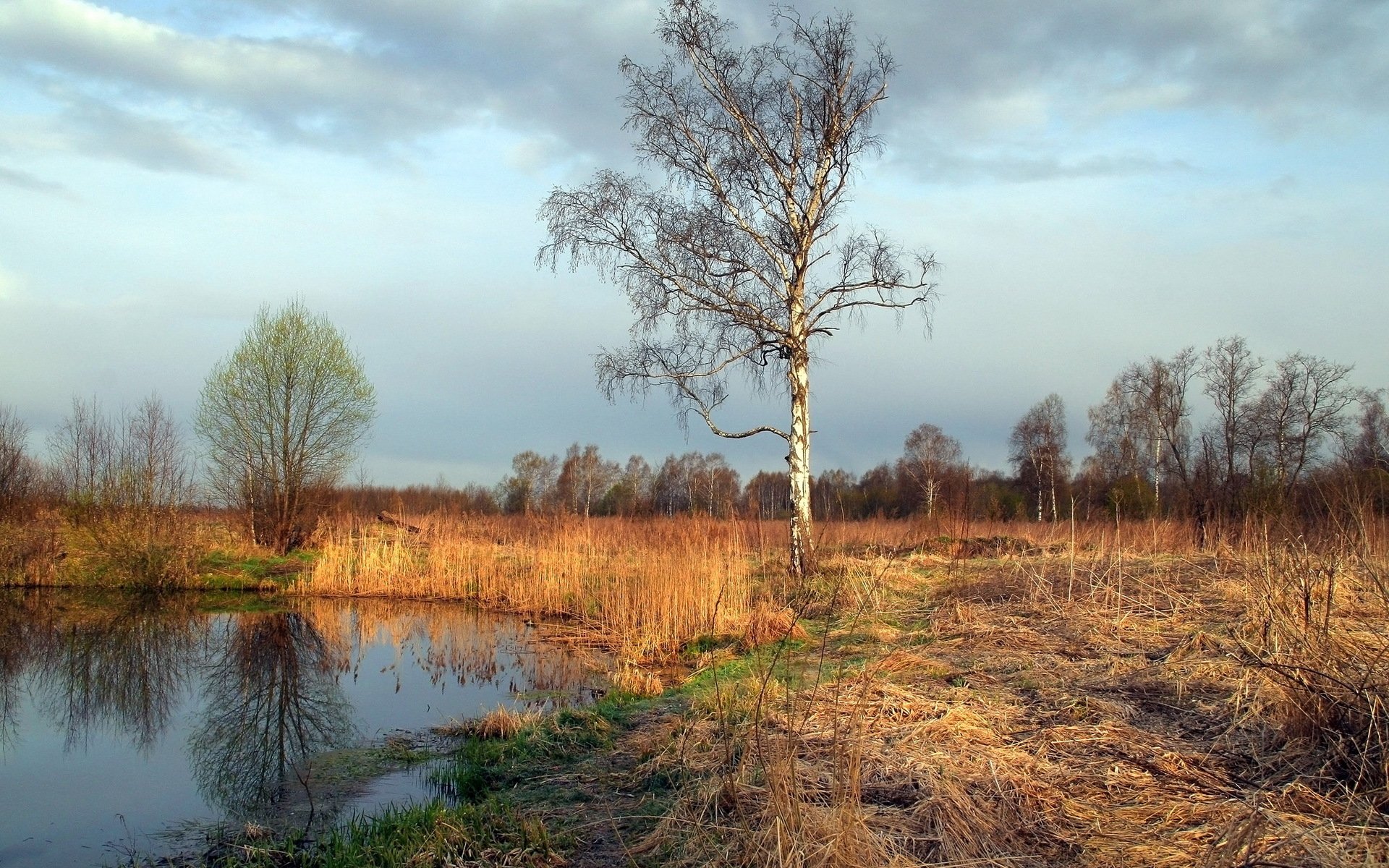 drzewo staw natura krajobraz