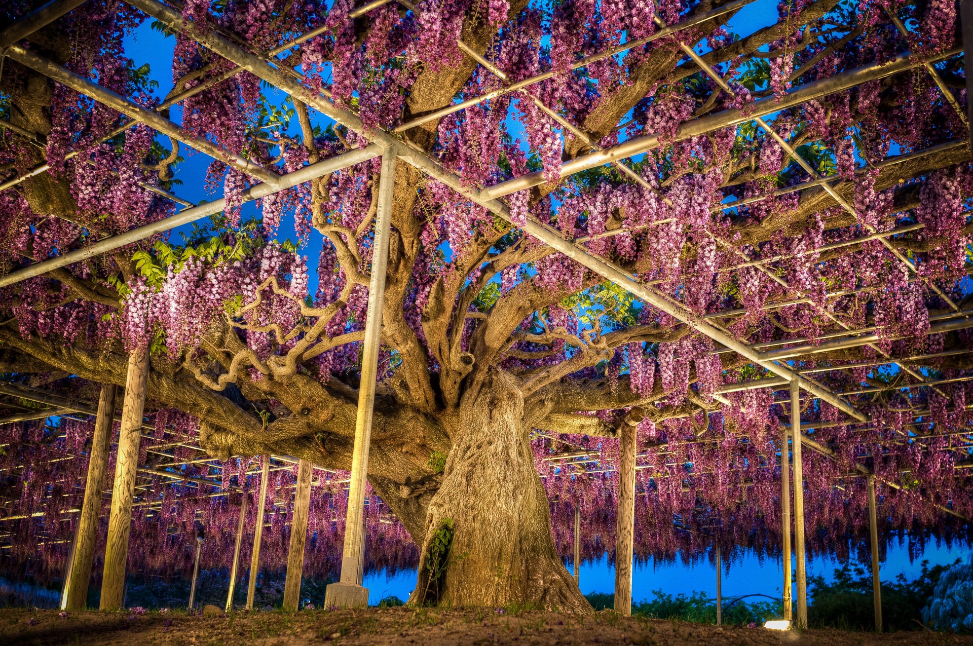 japon parc glycine ashikaga parc de fleurs nature photo