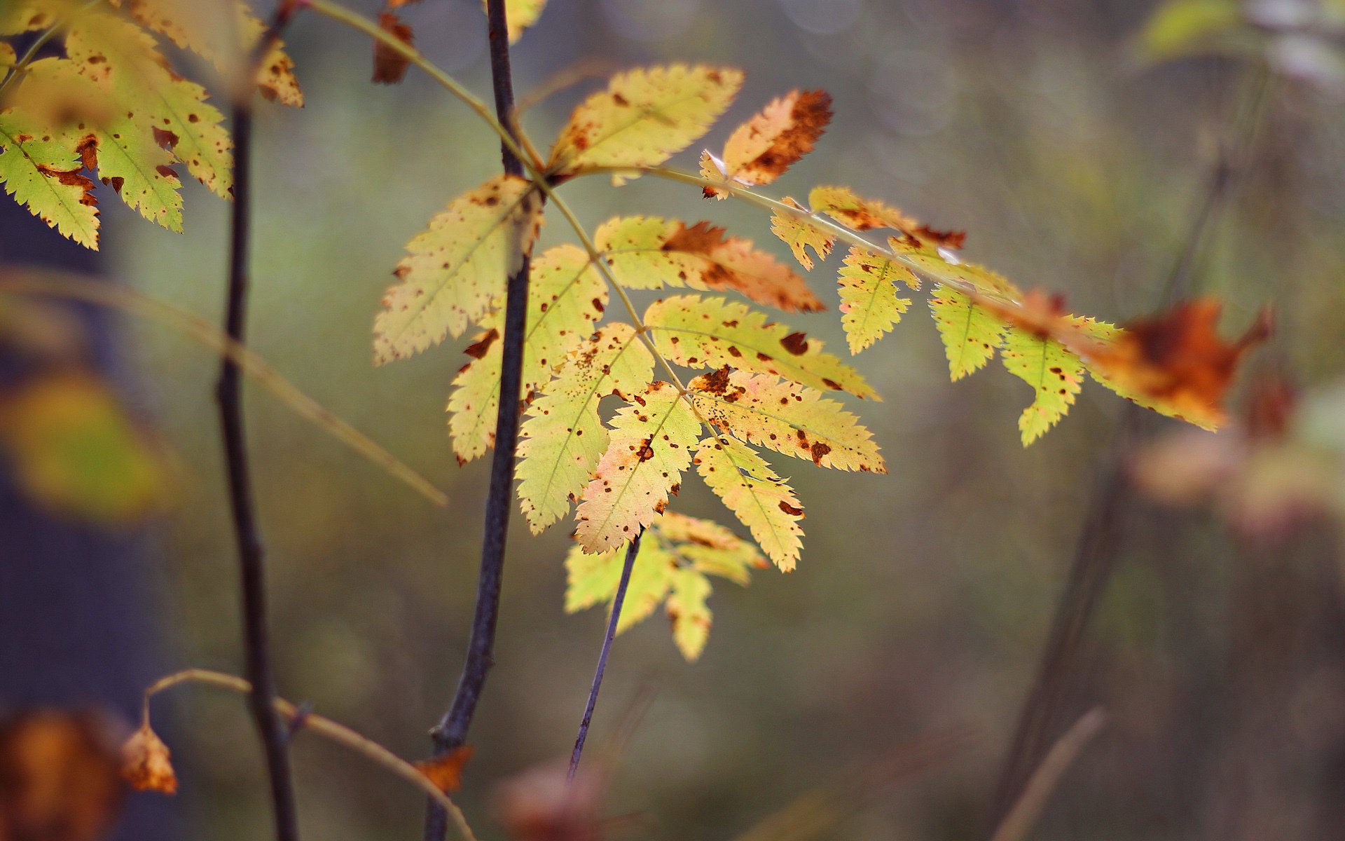 automne feuilles jaune gros plan