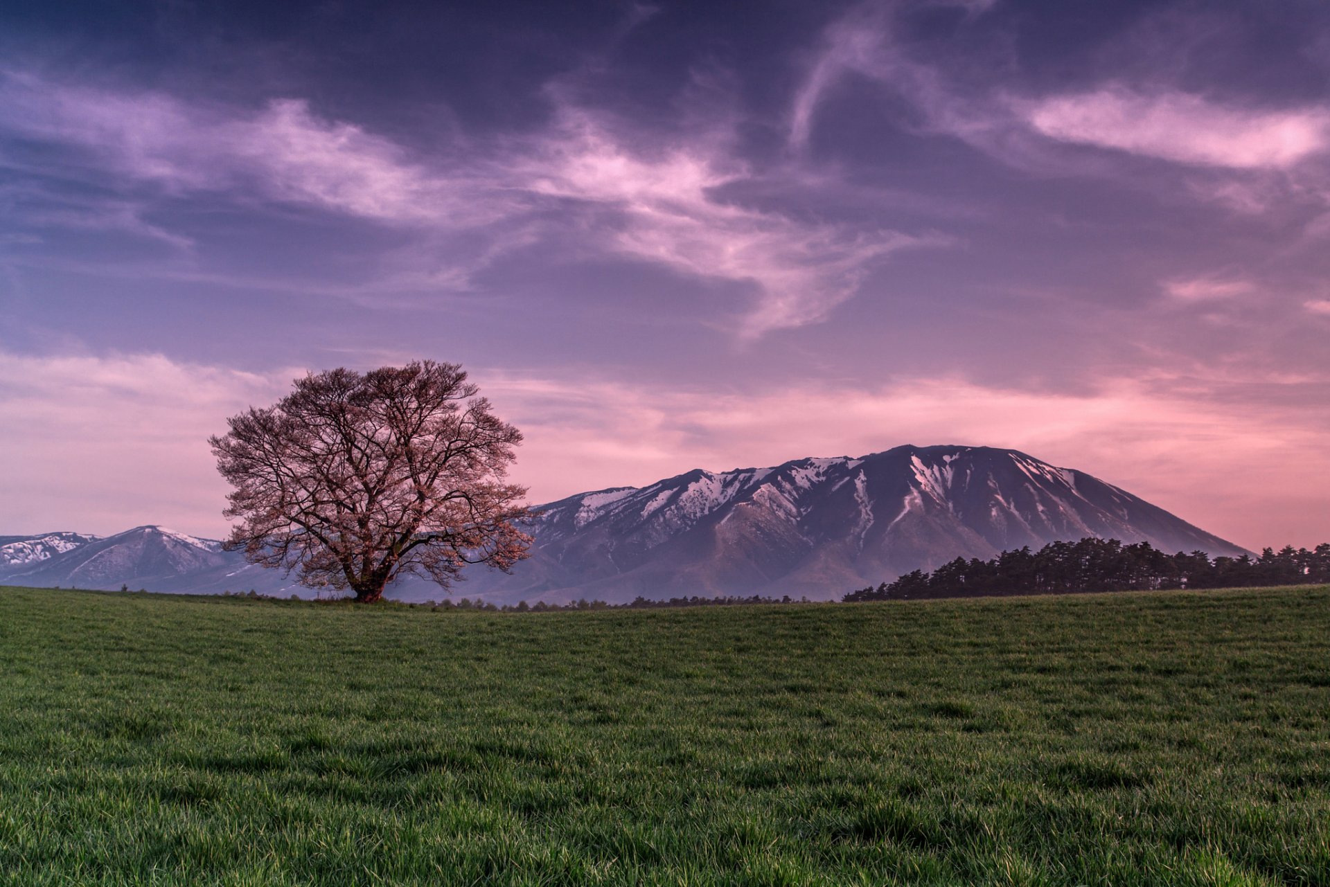 montagna campo erba albero sera rosa cielo nuvole