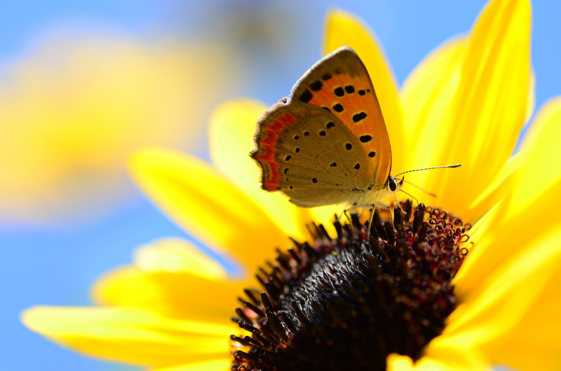 niebo kwiat płatki owad motyl