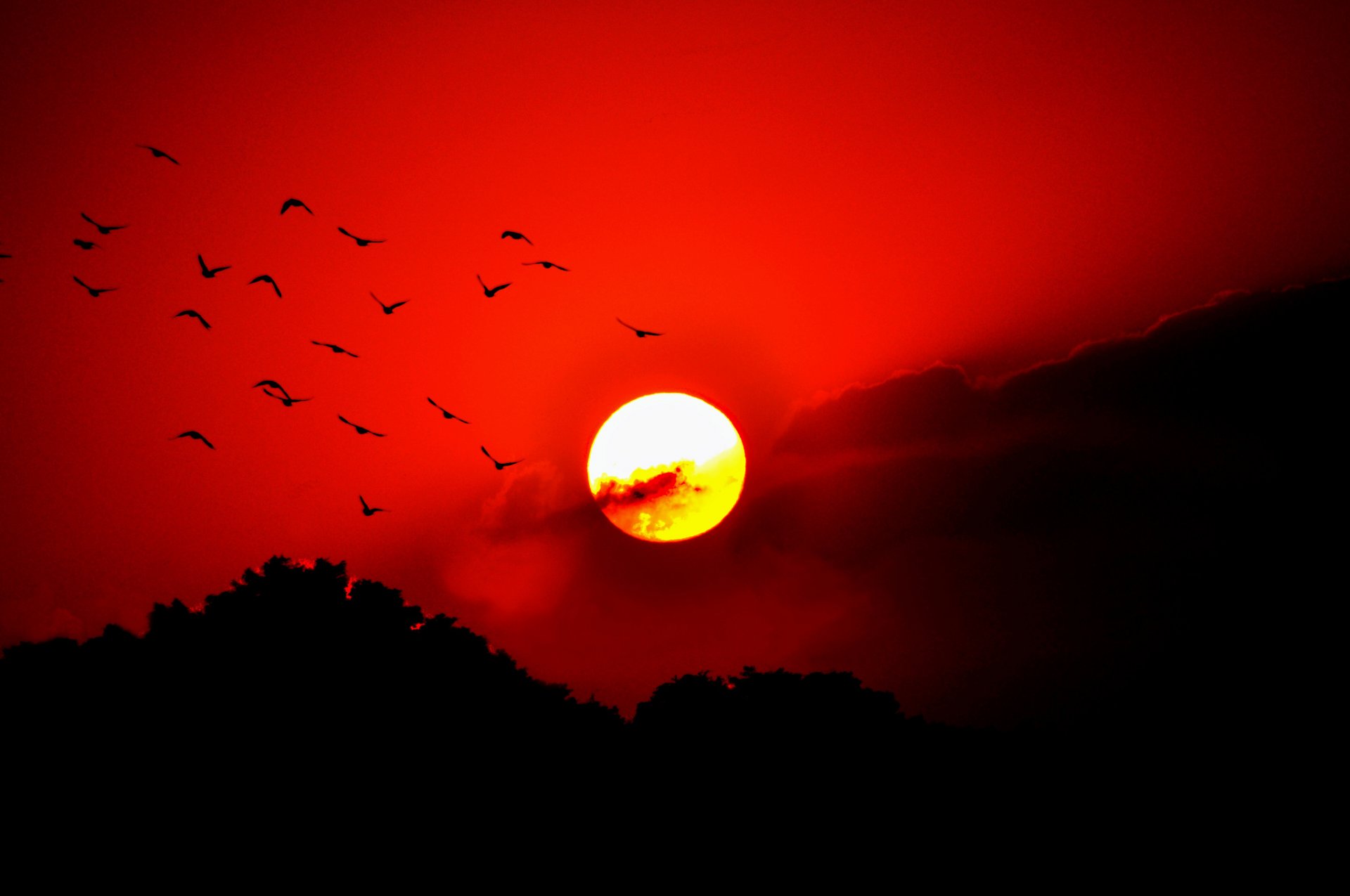 ciel nuages coucher de soleil soleil lueur oiseaux arbres silhouette