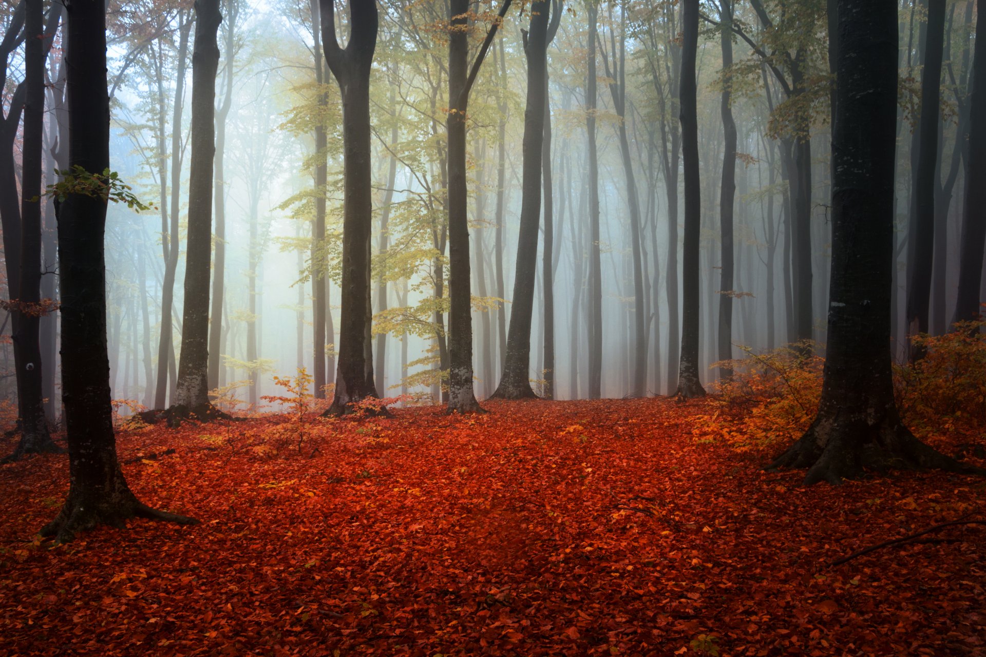 foresta autunno fogliame alberi nebbia