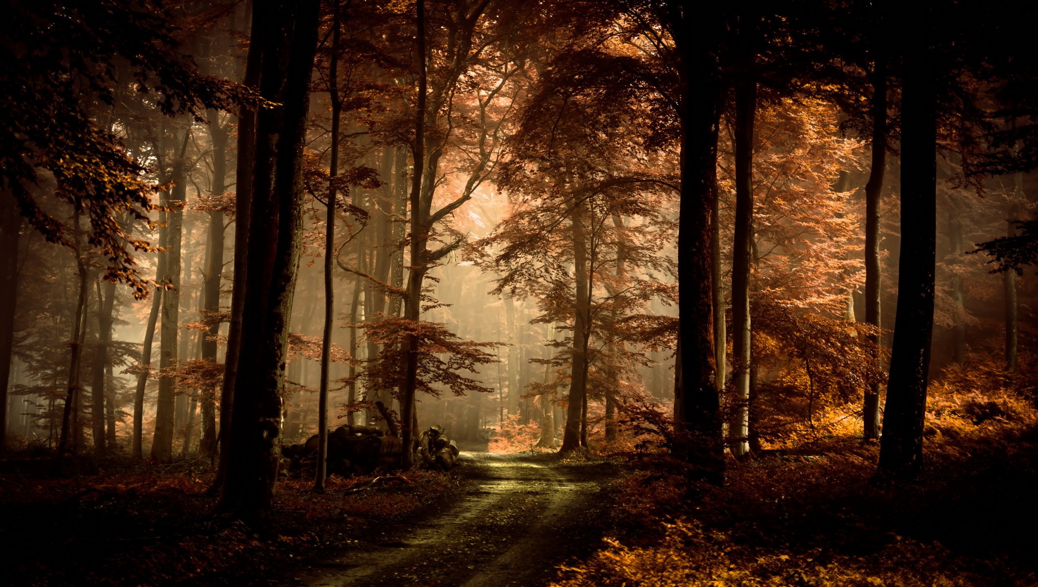 wald straße herbst