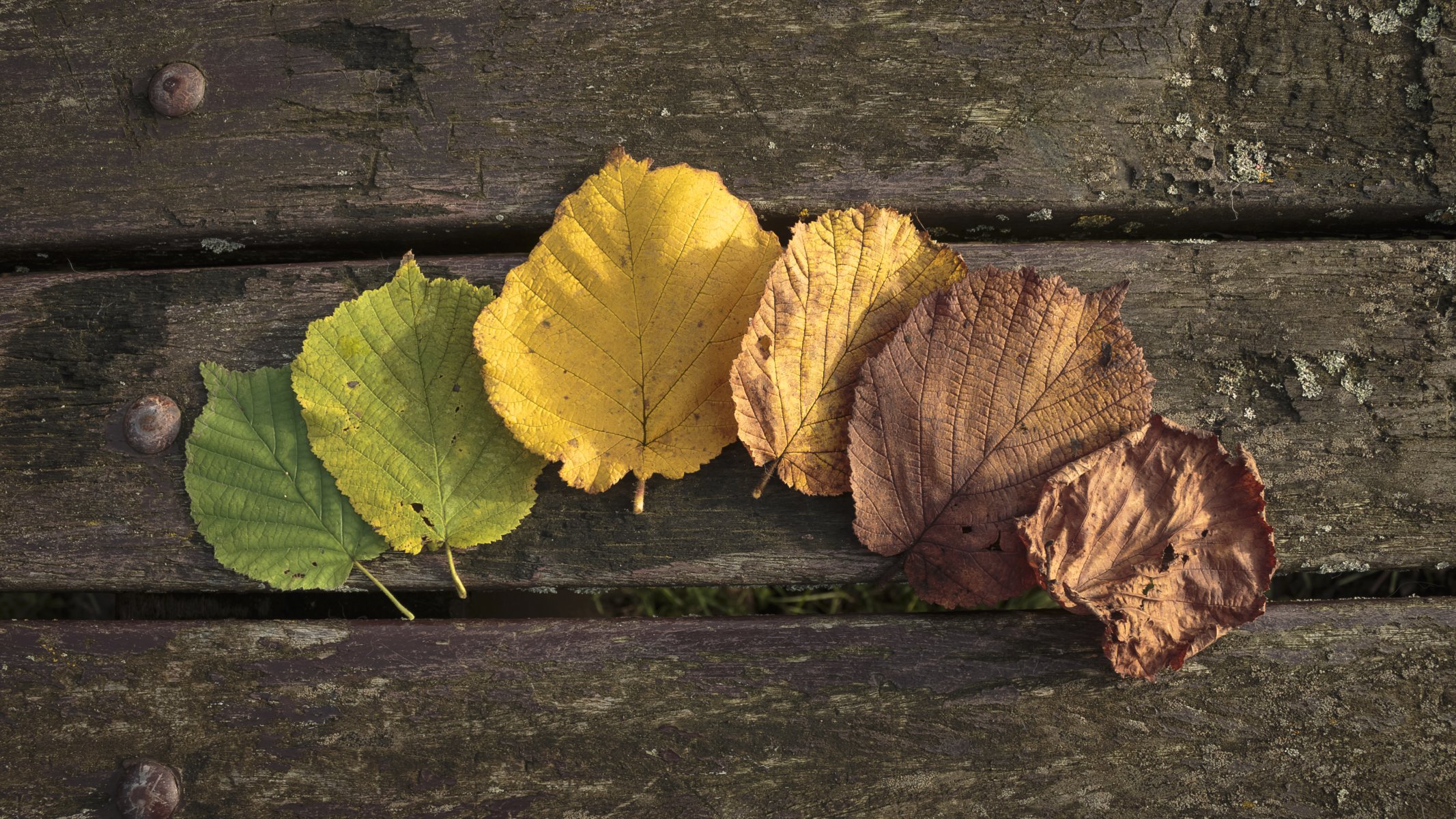 herbst blätter