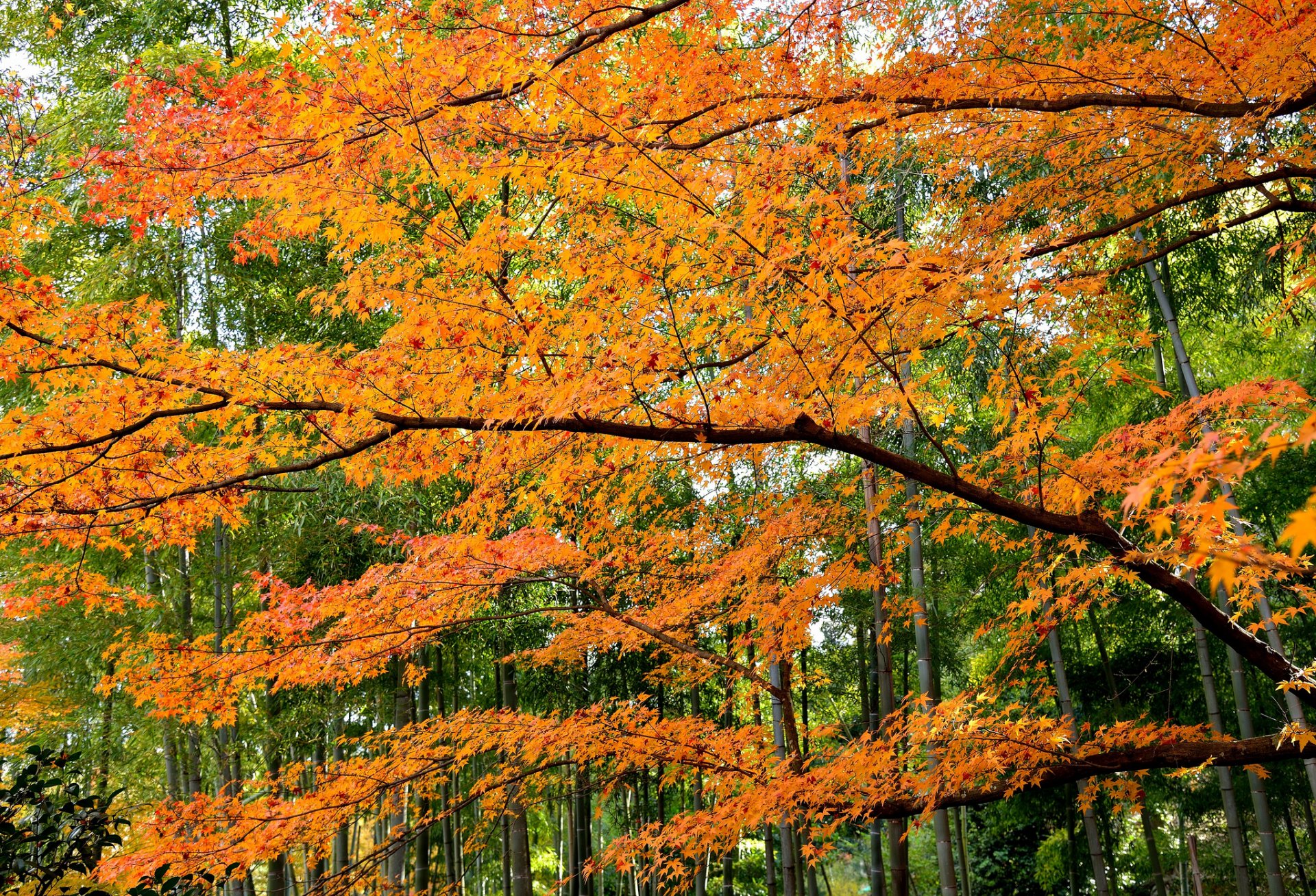 bosque árboles hojas otoño carmesí