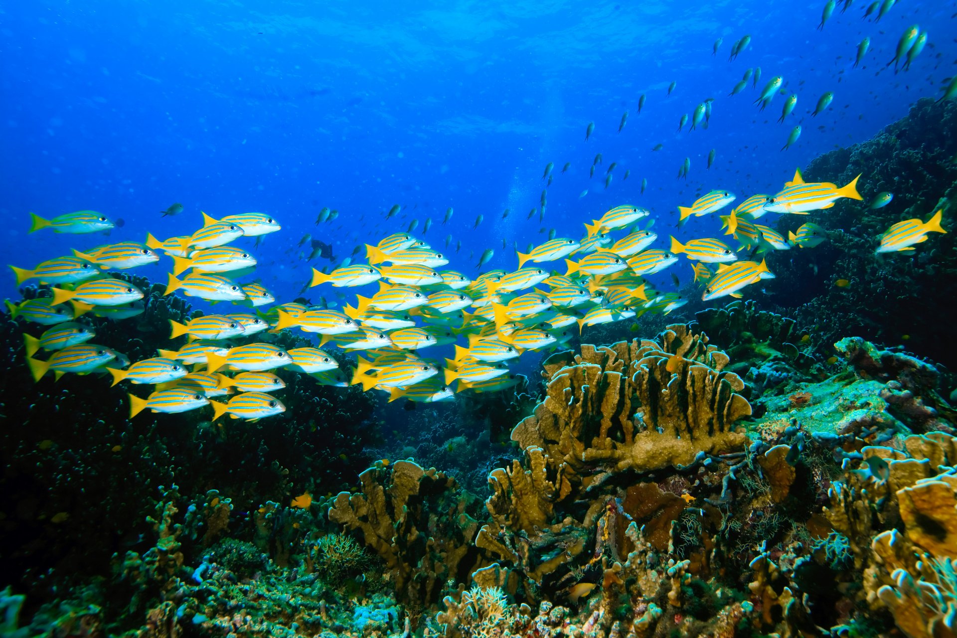 natura fondale marino carali alghe gregge pesci carli gregge pesce