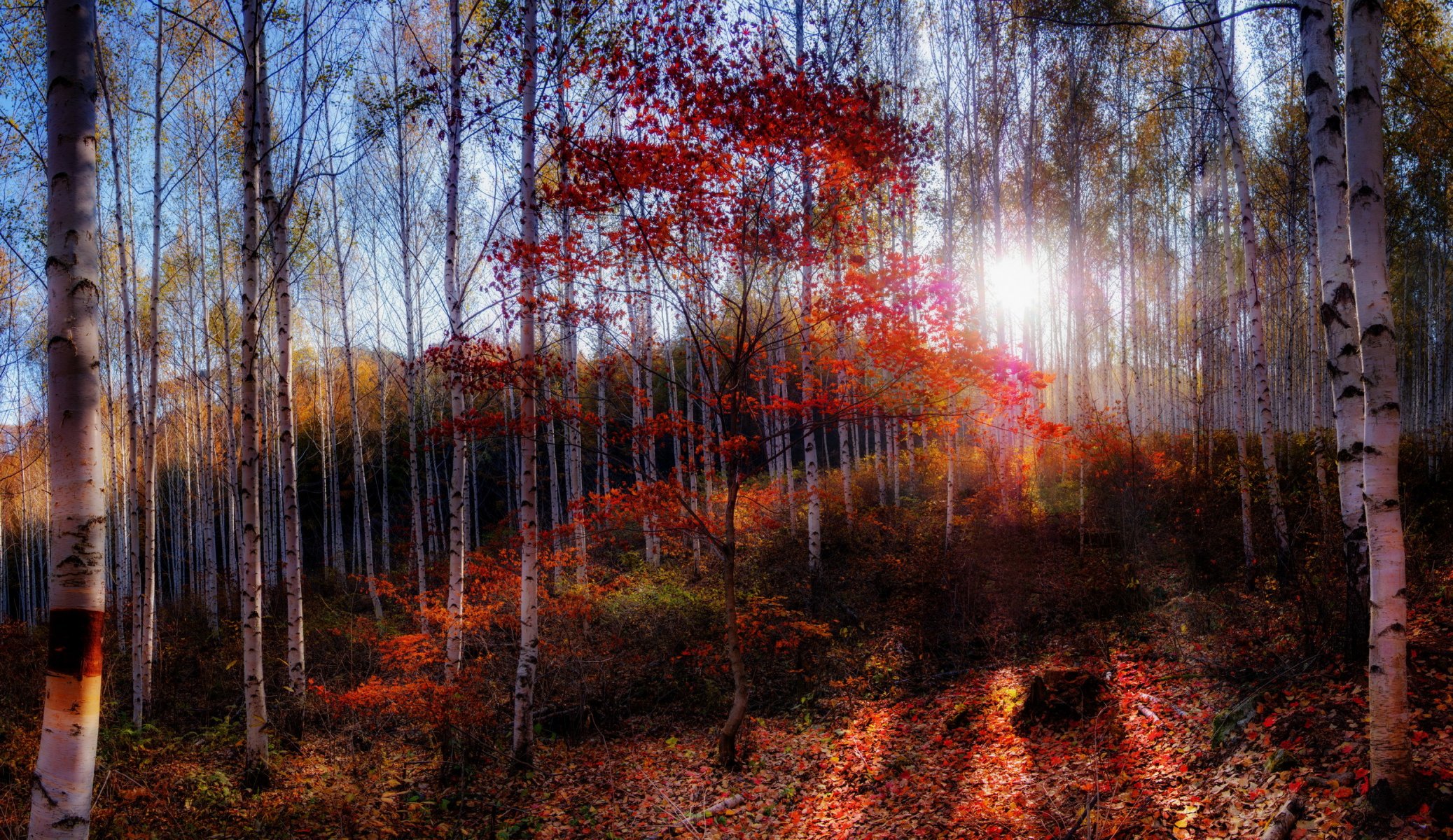 mattina foresta autunno