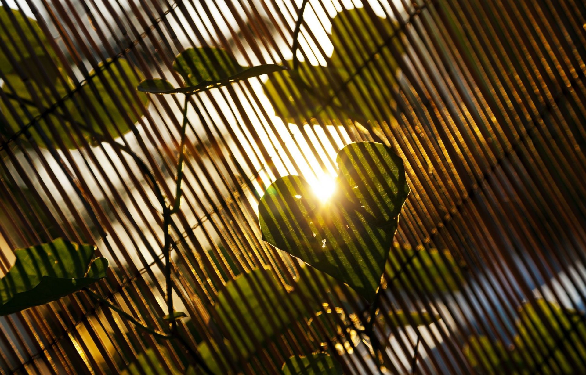 natura foglie volantino sole raggi giorno cuore albero amore