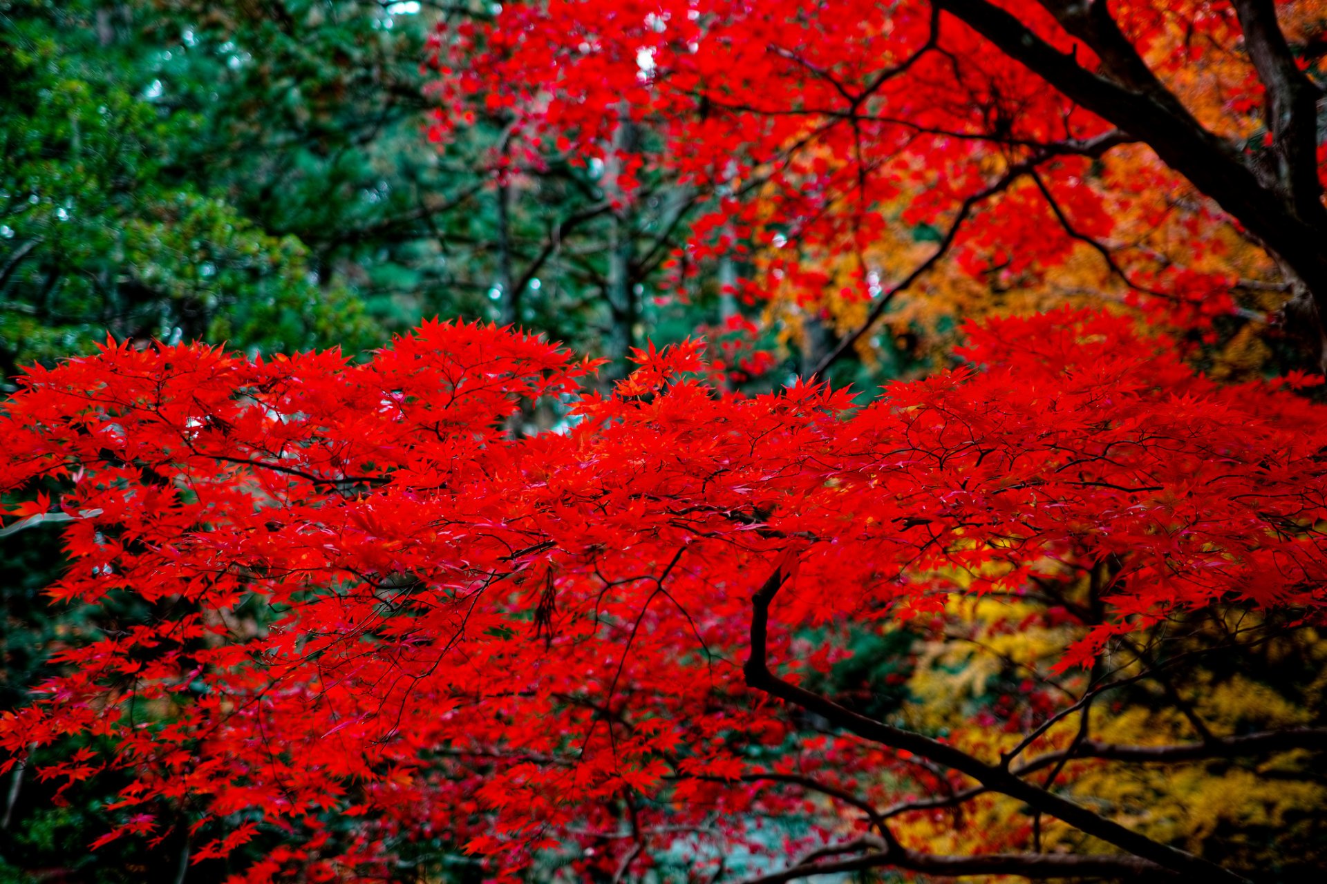 árbol arce japonés hojas naturaleza ramas