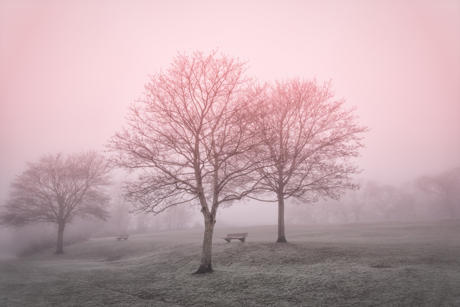 park nebel landschaft