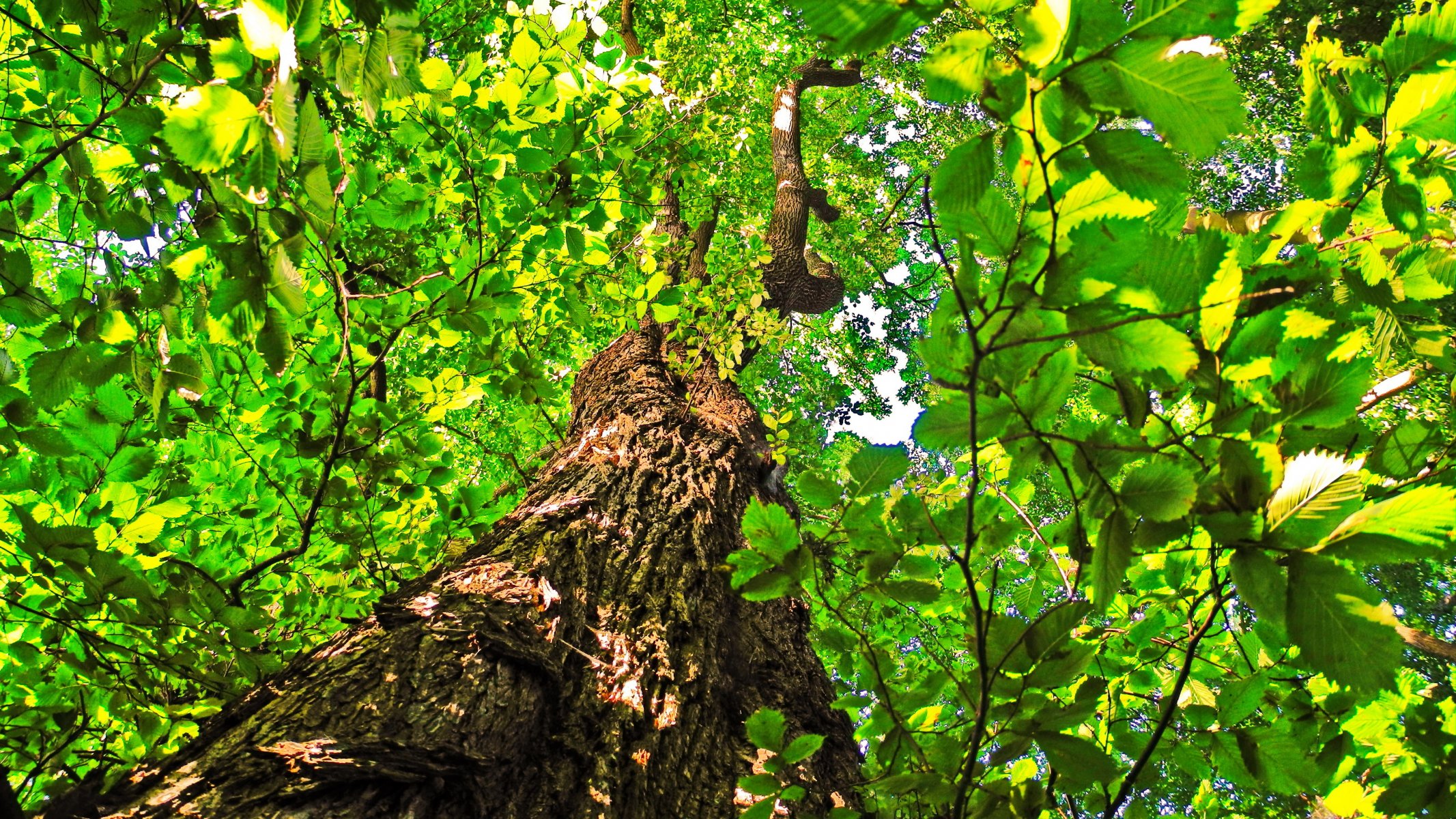 árbol tronco corona hojas tilo cielo