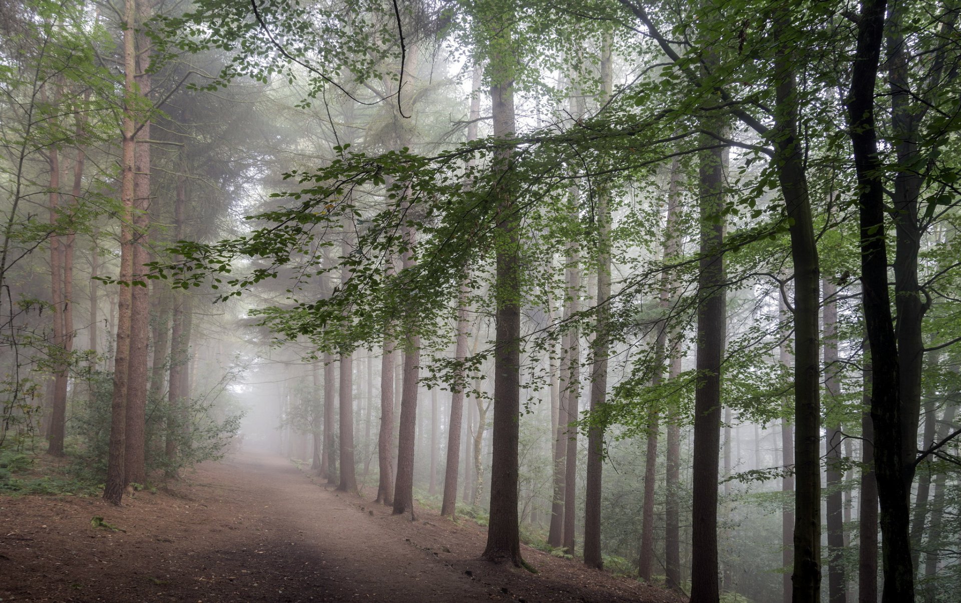 bosque niebla naturaleza