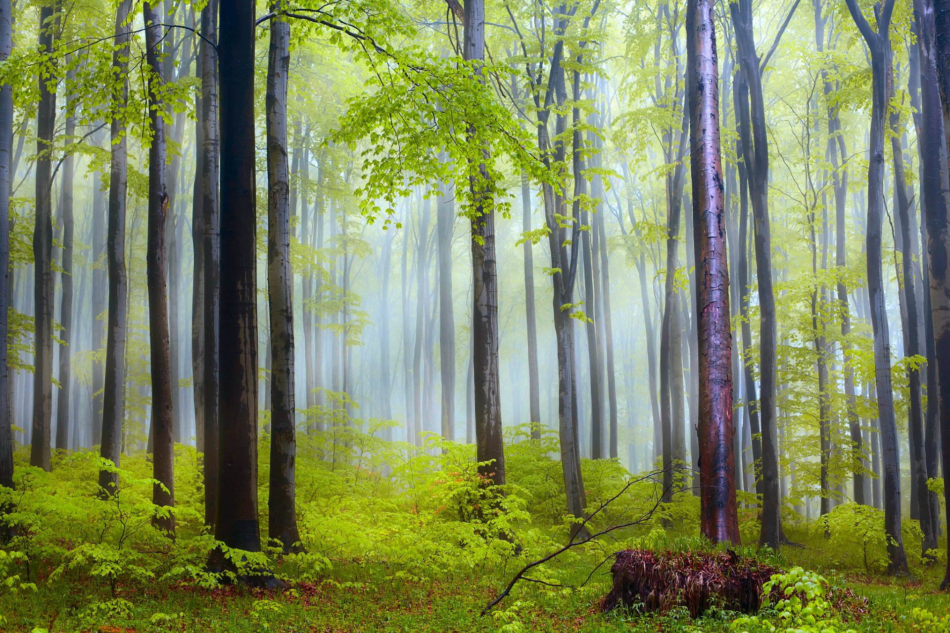 natur wald morgen dunst nach regen