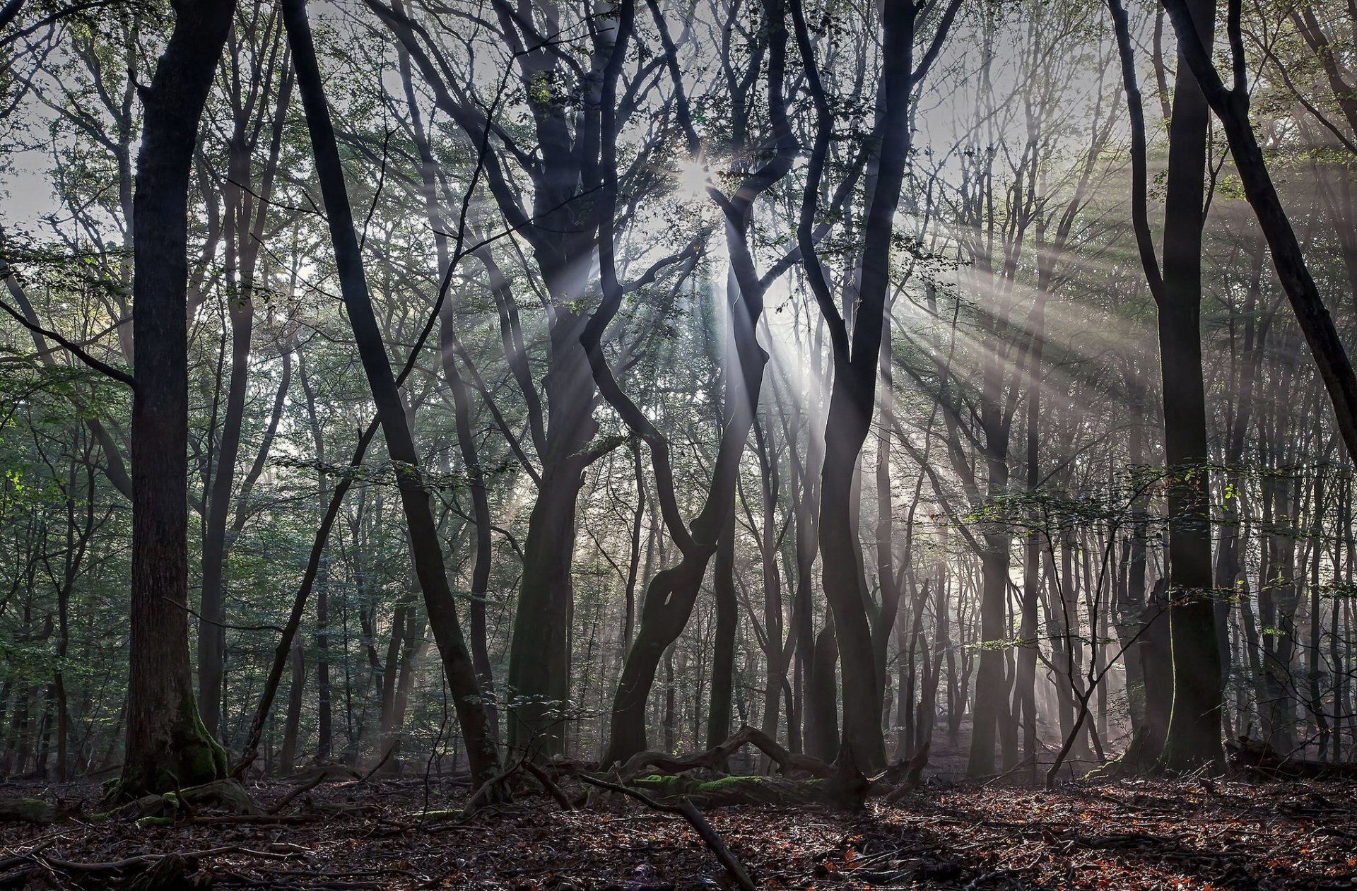 primavera bosque rayos de sol luz sombras