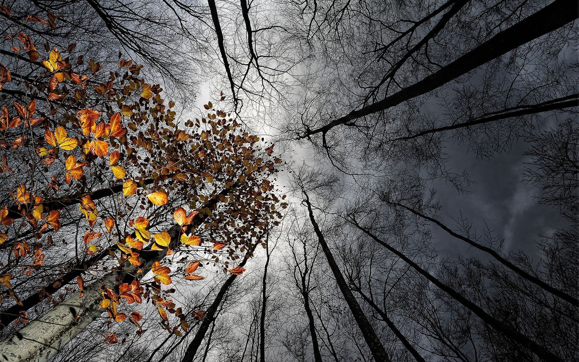 cielo nubes árboles hojas otoño