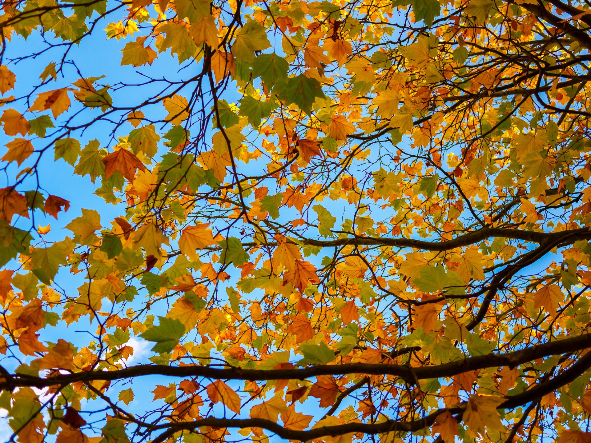 cielo árbol ramas hojas otoño