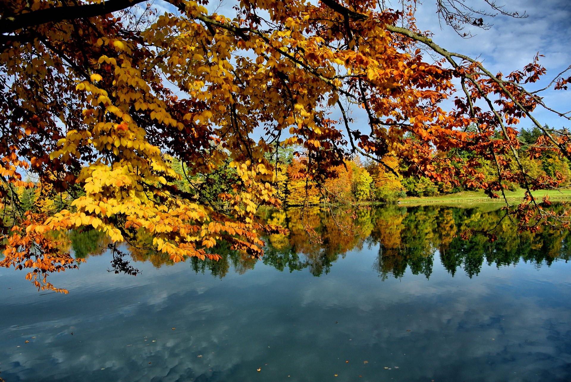 cielo lago alberi ramo foglie autunno