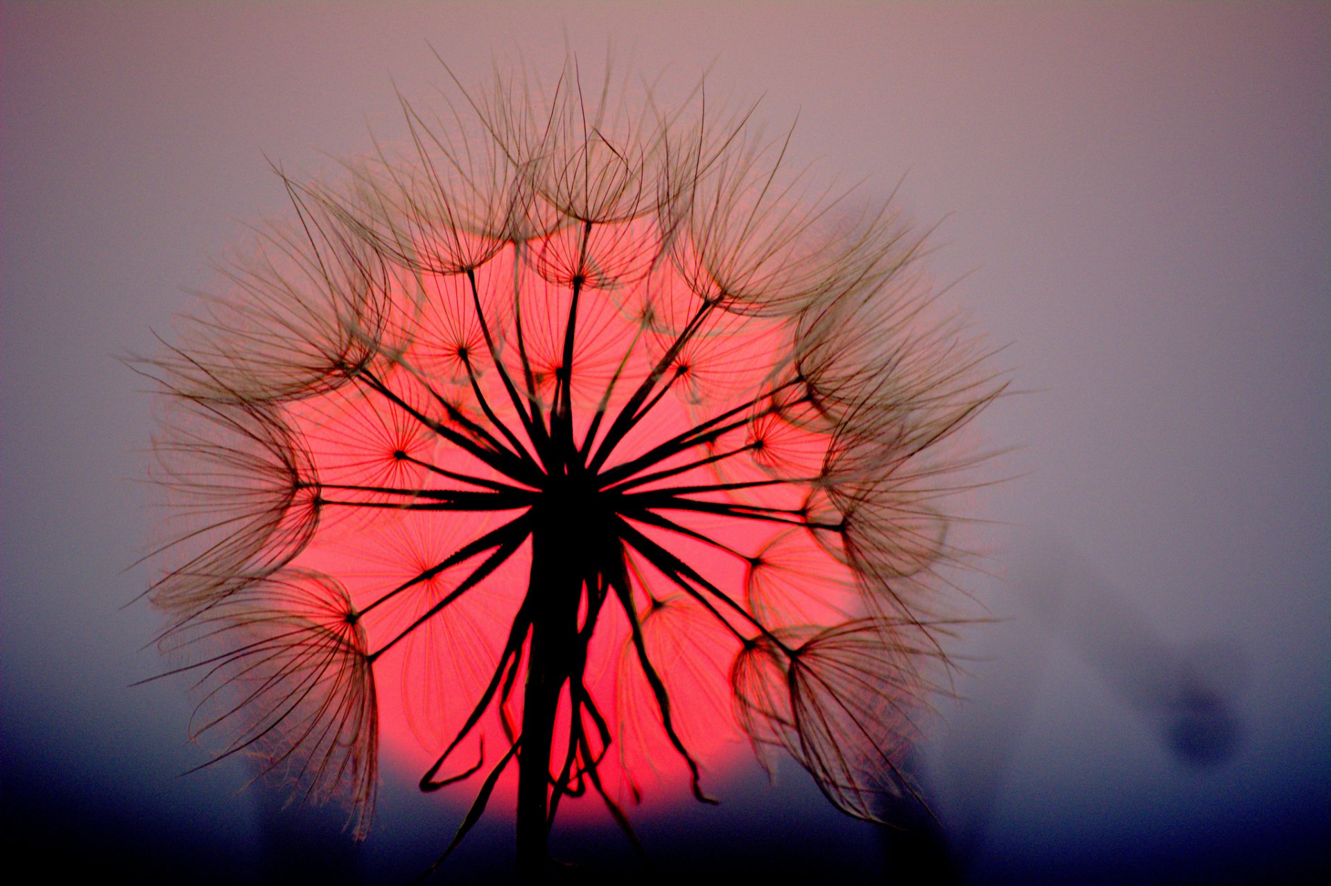 fiore dente di leone epica sole tramonto macro