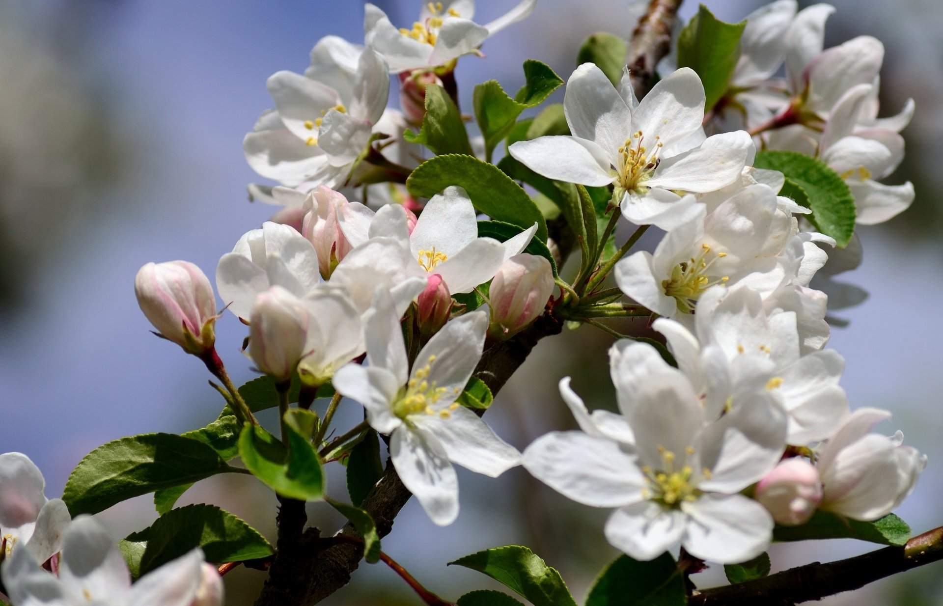 melo ramo fioritura fiori macro primavera