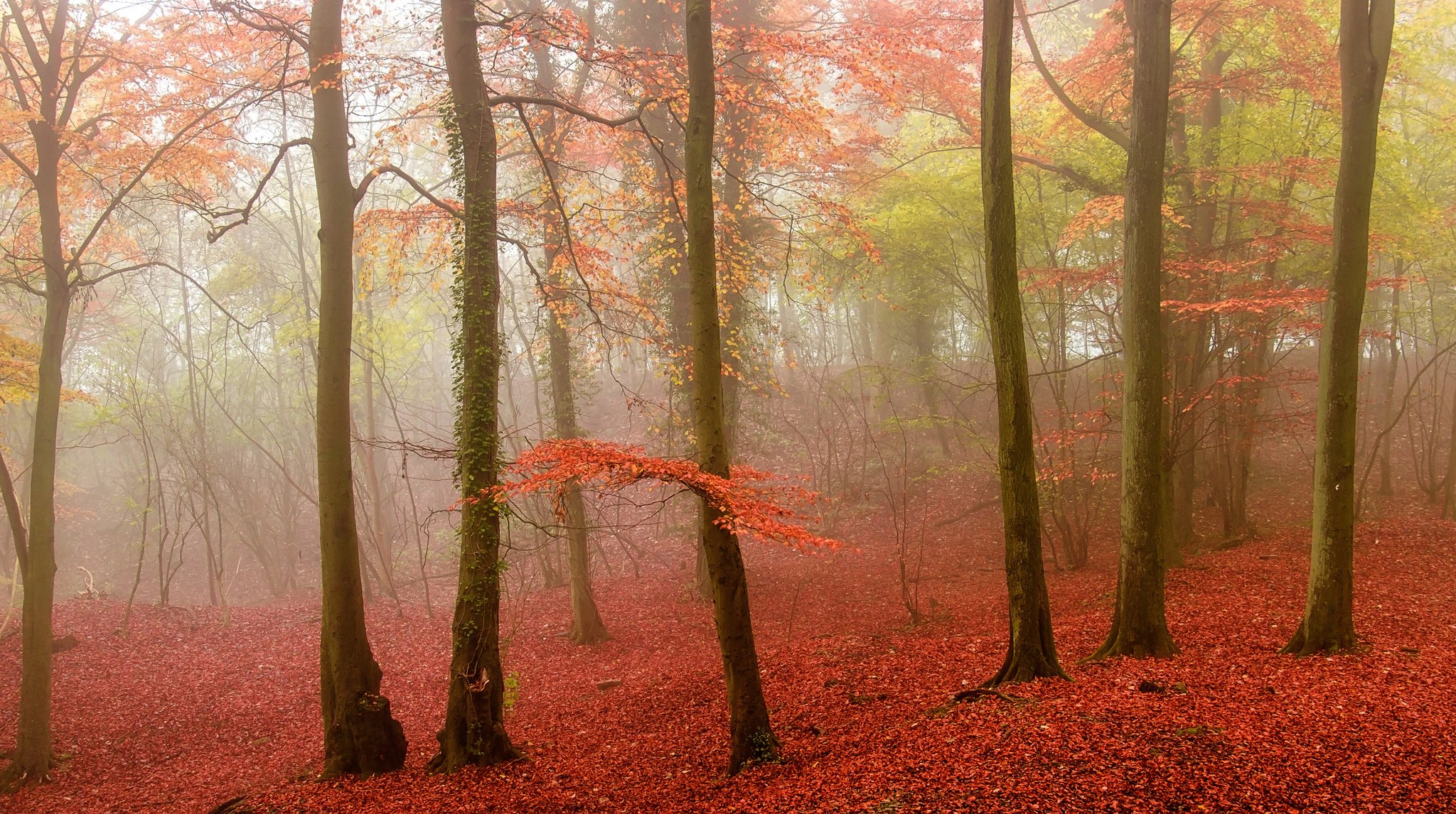 wald bäume blätter herbst nebel