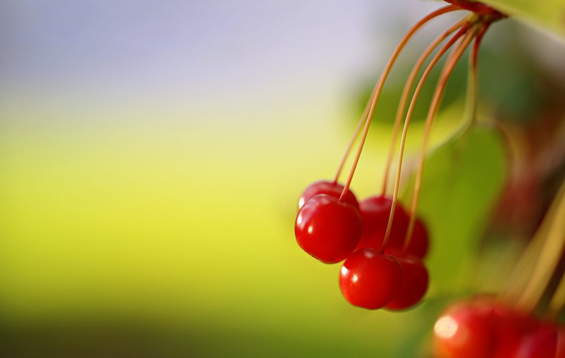 rosso bacche di bosco natura