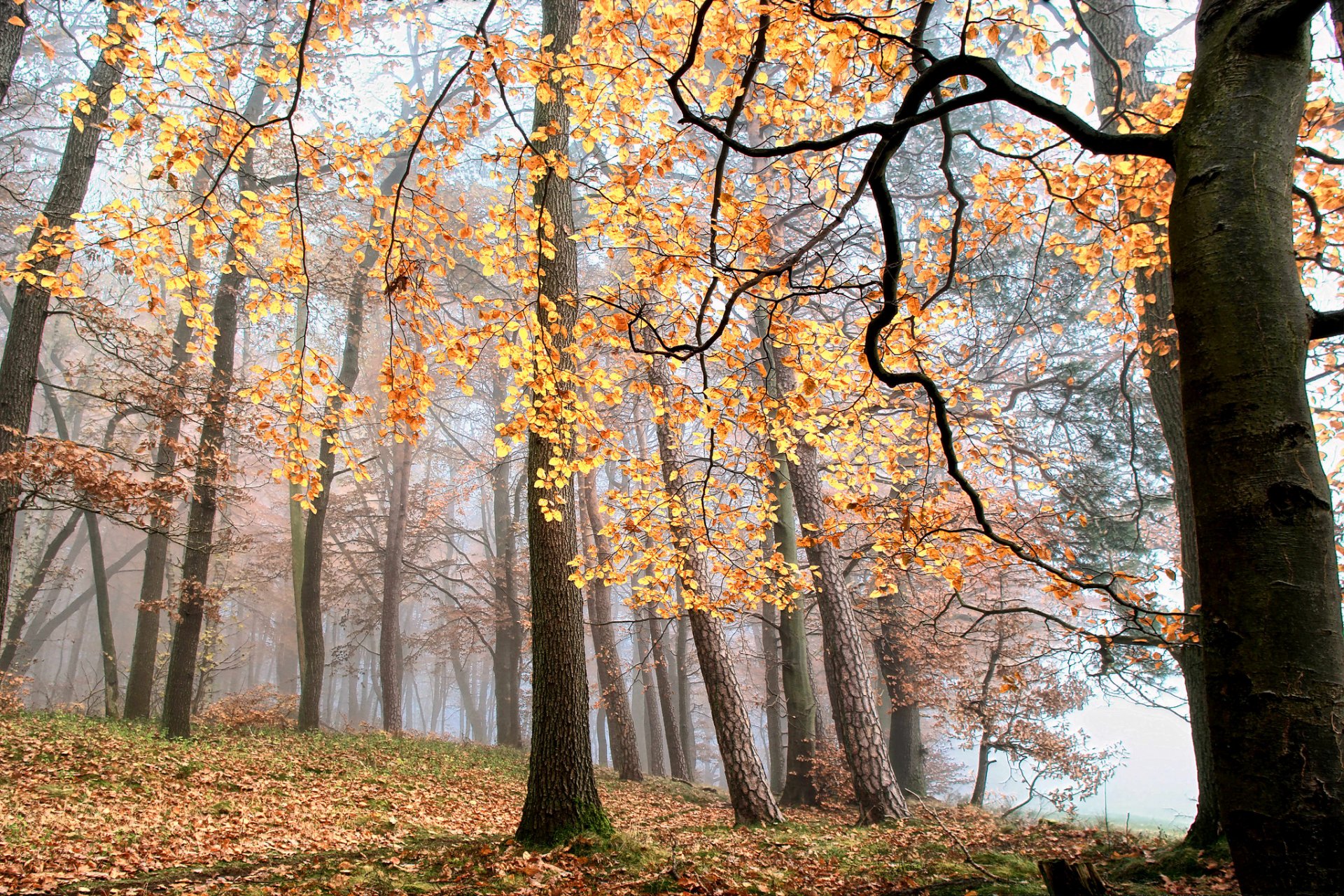 forêt brouillard arbres feuilles automne