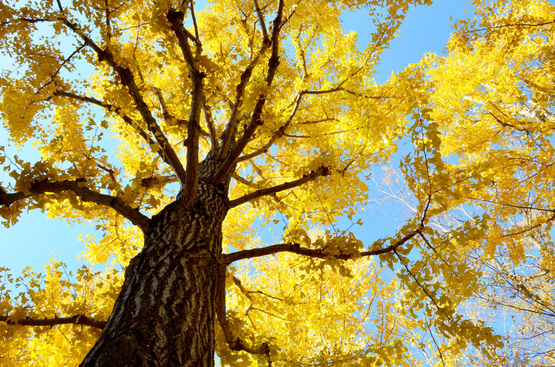 cielo árbol tronco corona hojas otoño