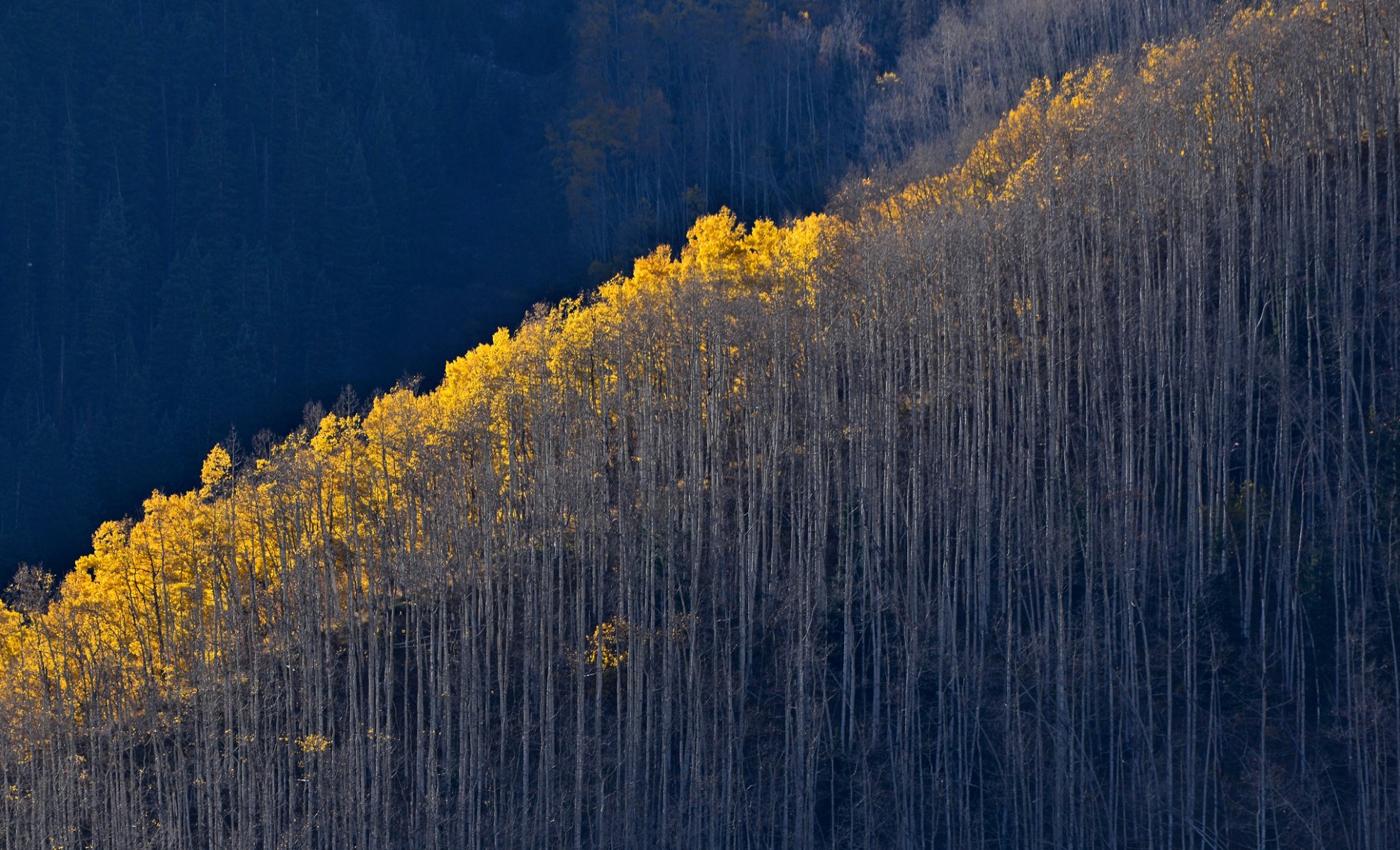 bosque árboles pendiente montañas otoño