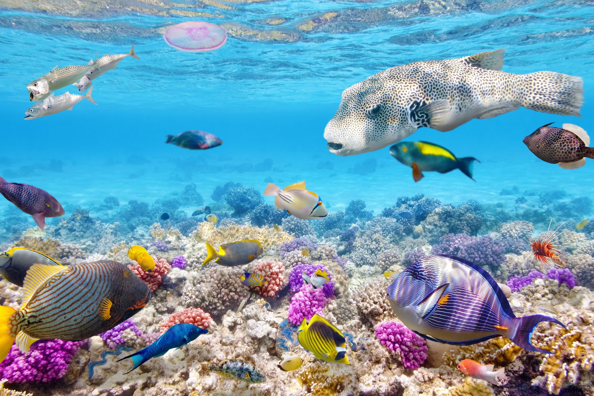 eau monde corail récif tropical océan monde sous-marin poissons récif de corail