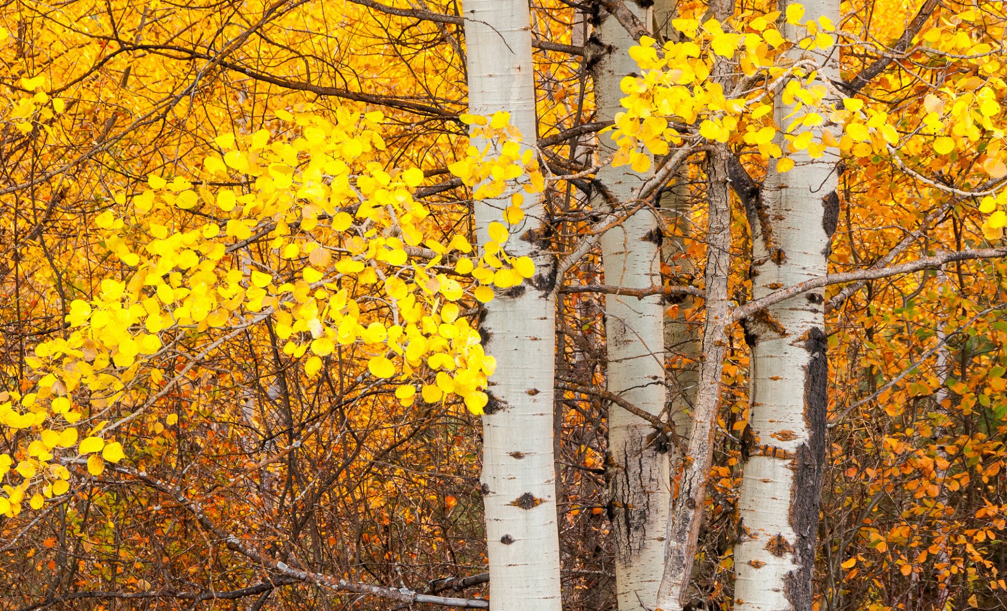 arbre tremble tronc feuilles automne