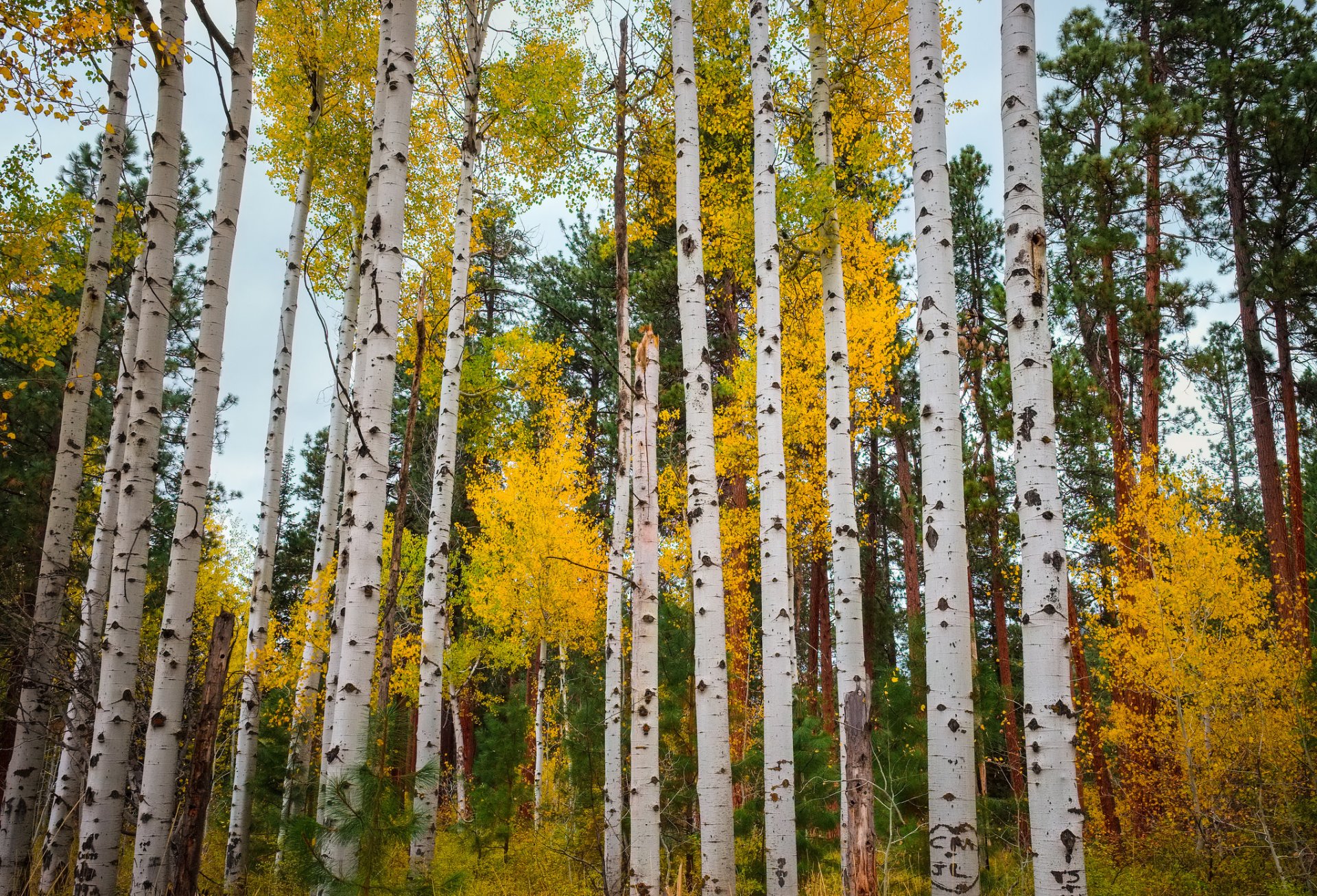 aspen colorado usa foresta pioppo tremulo foglie autunno alberi