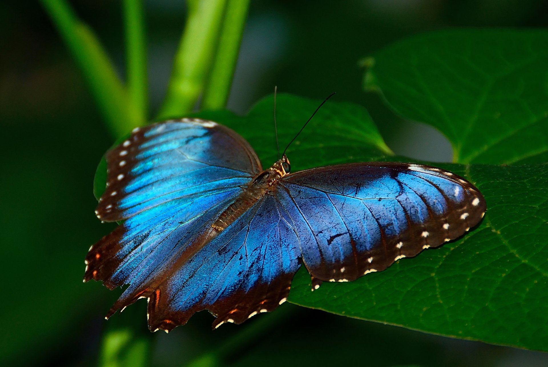 plant sheet butterfly insect