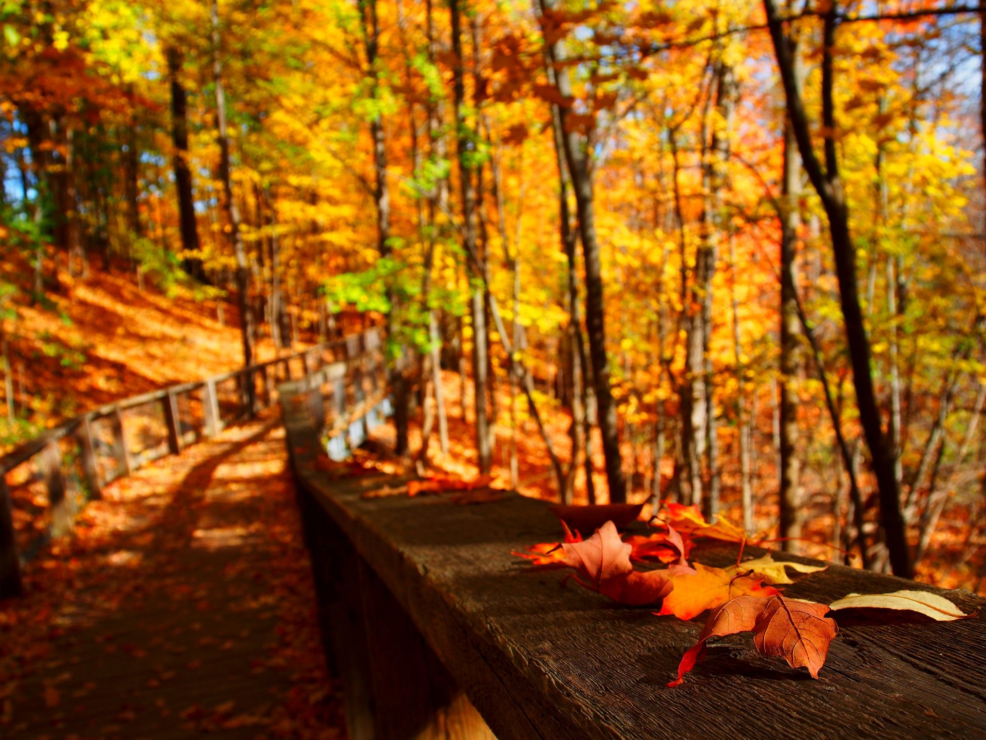 natura alberi foglie colorato strada autunno caduta colori passeggiata