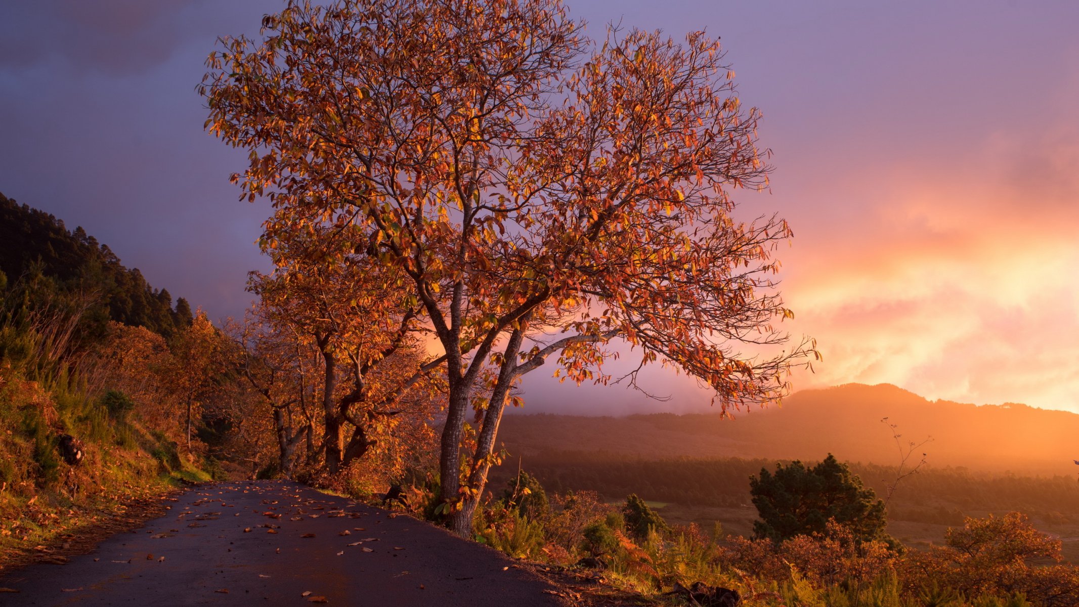 sonnenuntergang straße baum