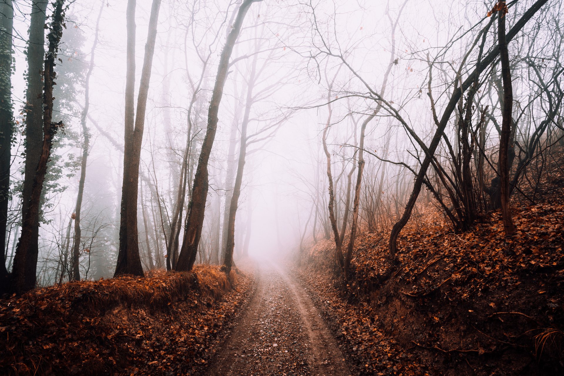 carretera bosque niebla