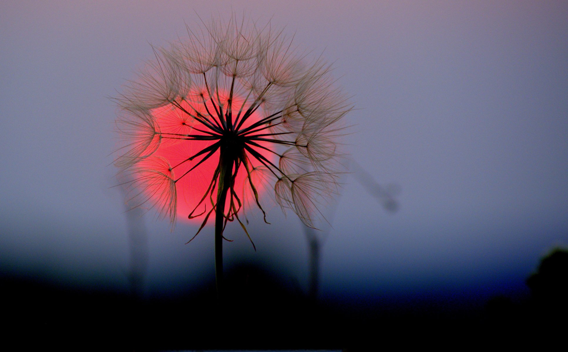 cielo sole tramonto fiore dente di leone epica macro