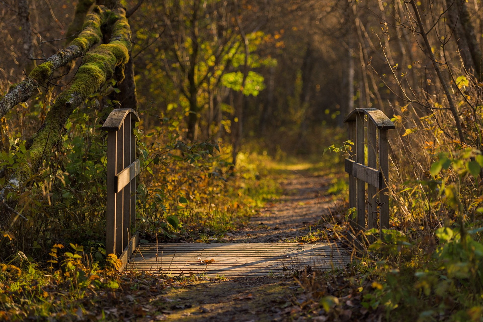 pont nature automne