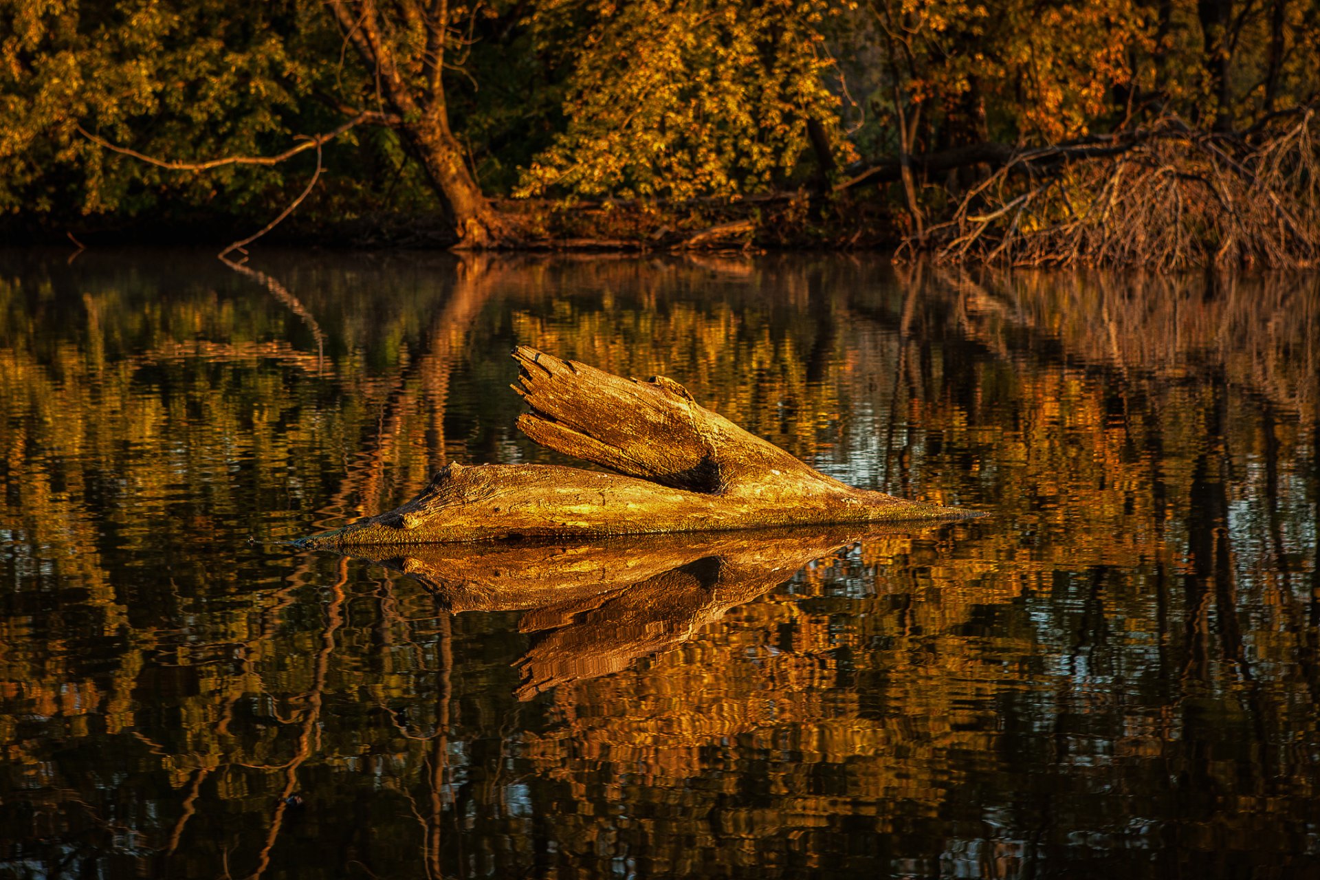 foresta stagno lago alberi legni autunno riflessione