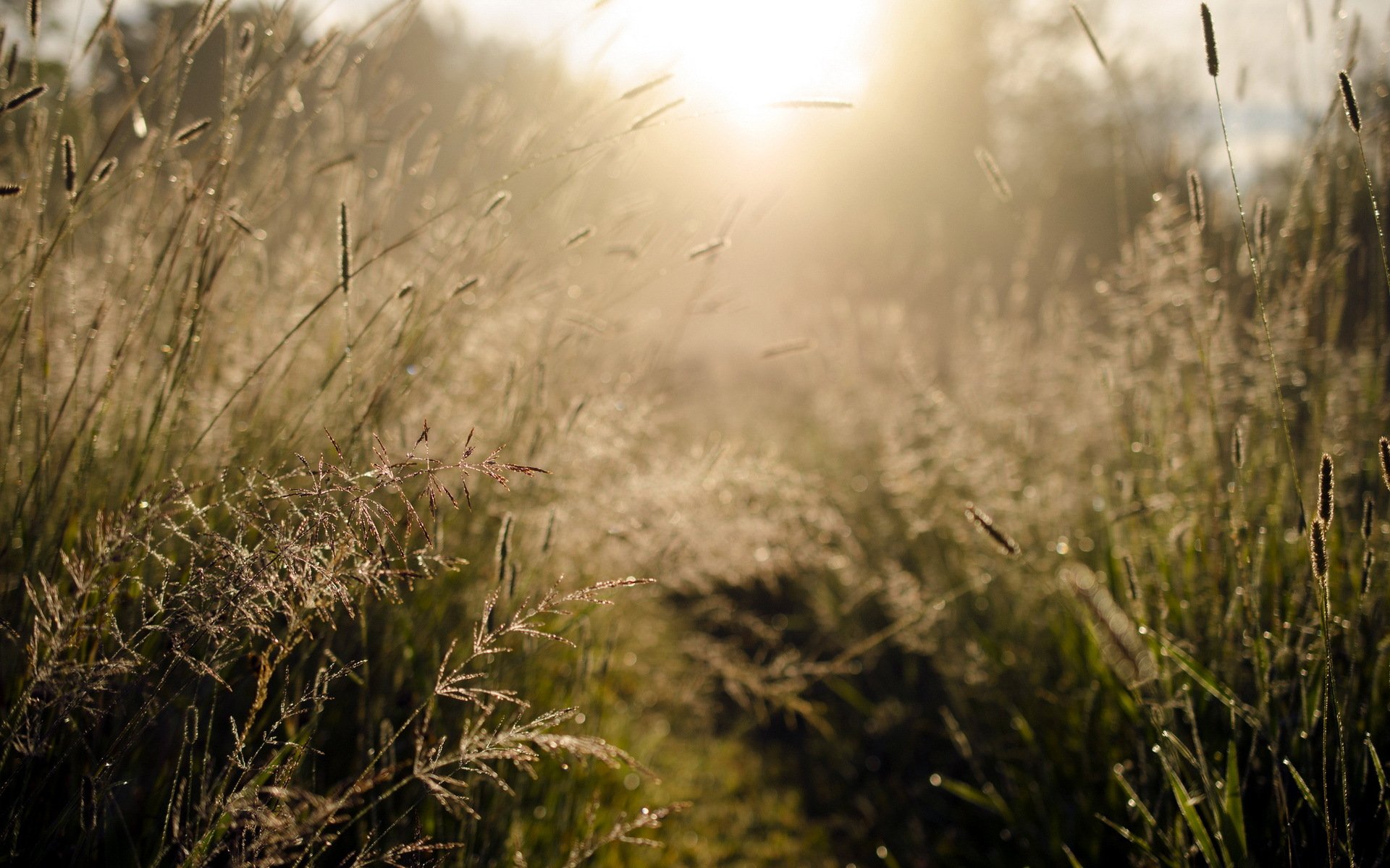 matin lumière herbe nature