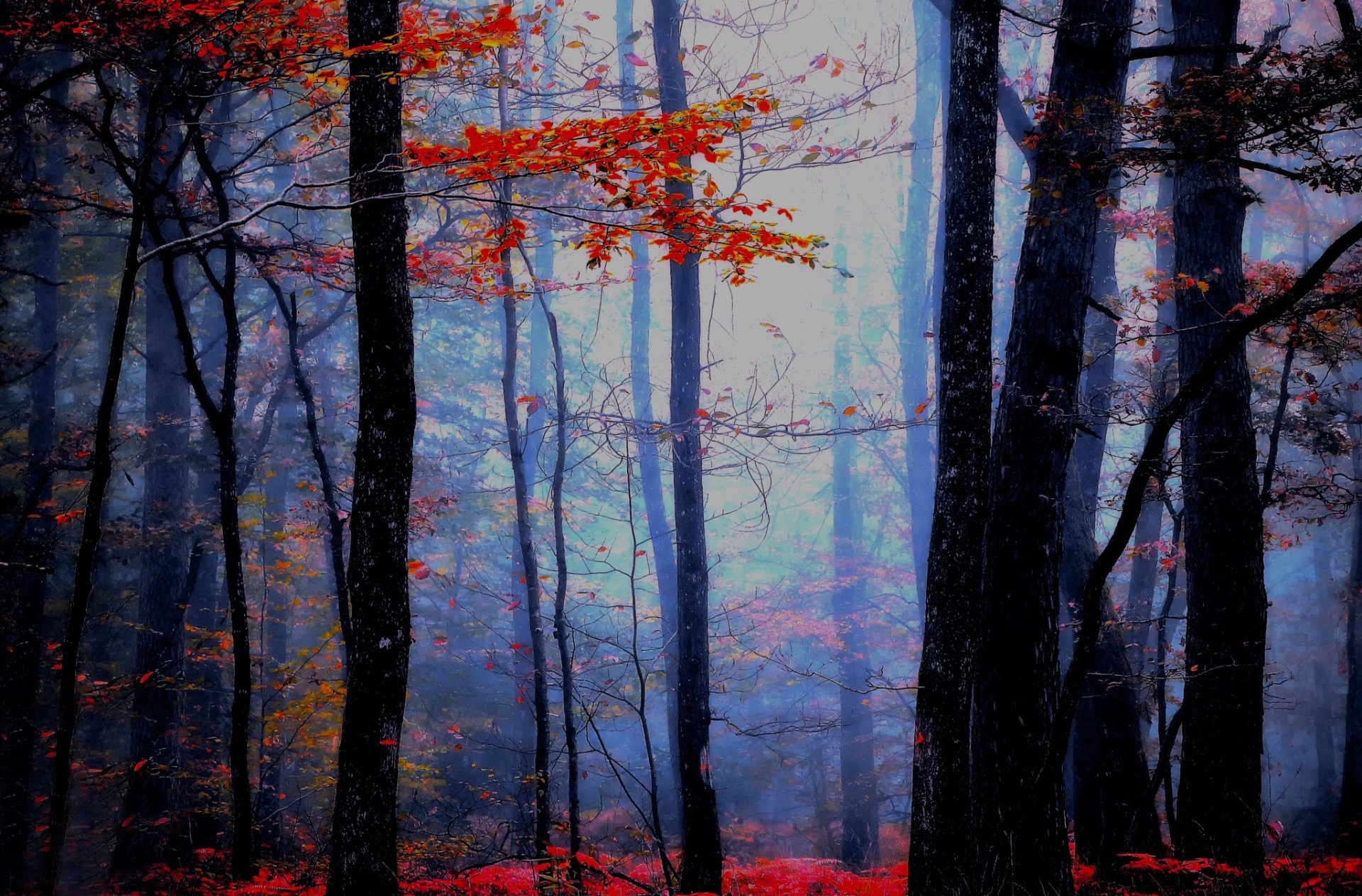 atmosphère bleue automne forêt