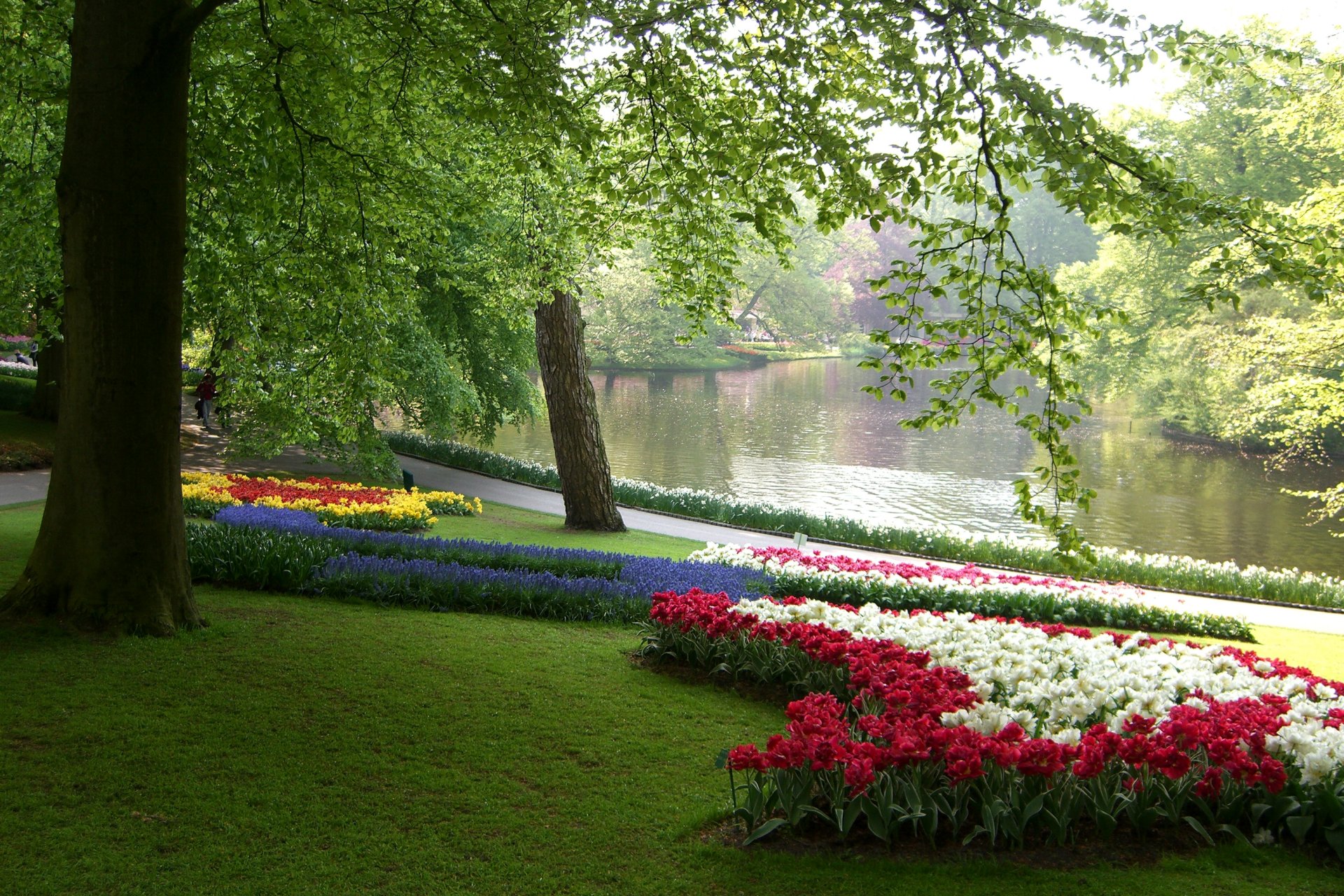 the netherlands park keukenhof pond tree branches leaves green grass beds flower colored daffodils tulip