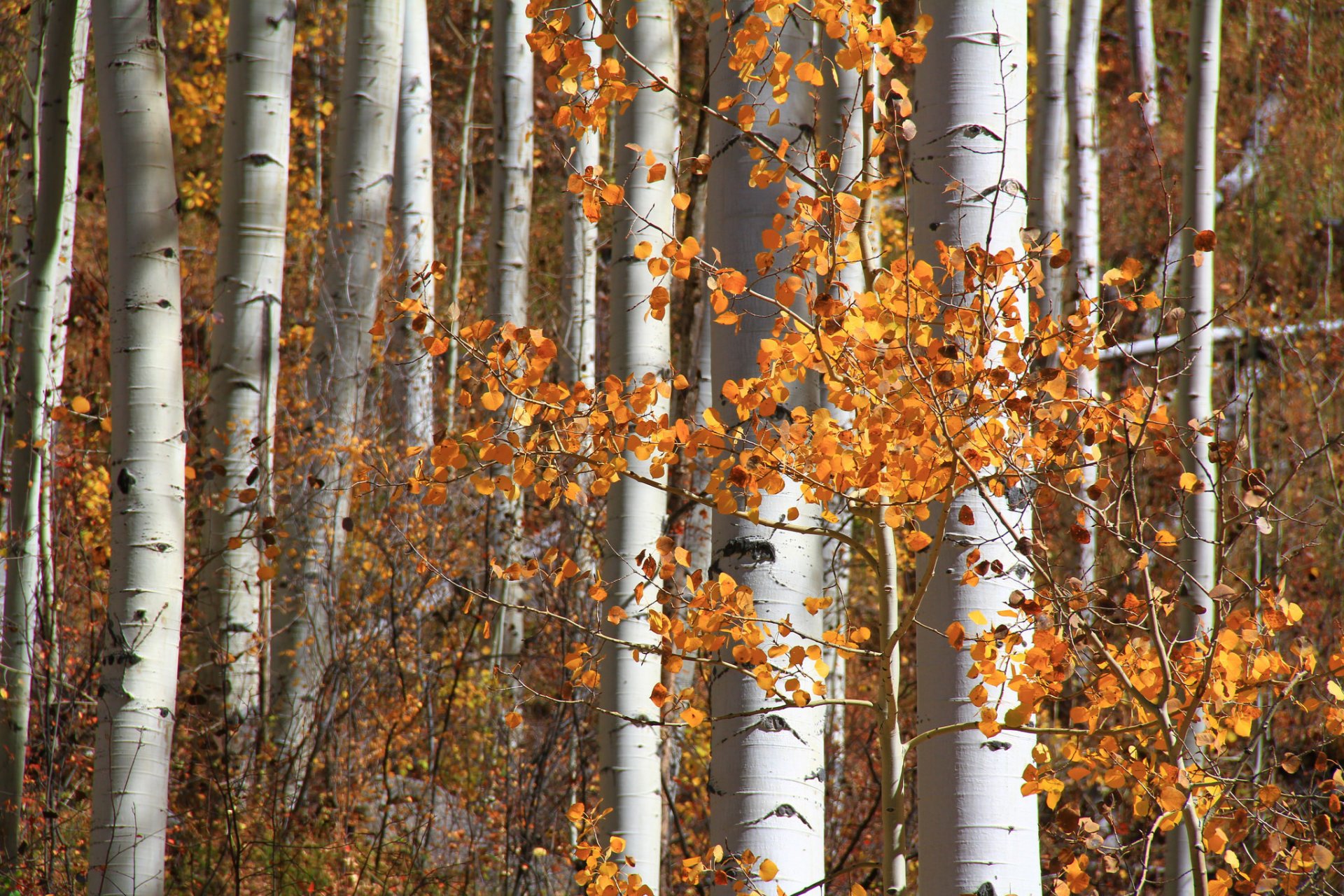 aspen colorado états-unis forêt tremble feuilles automne