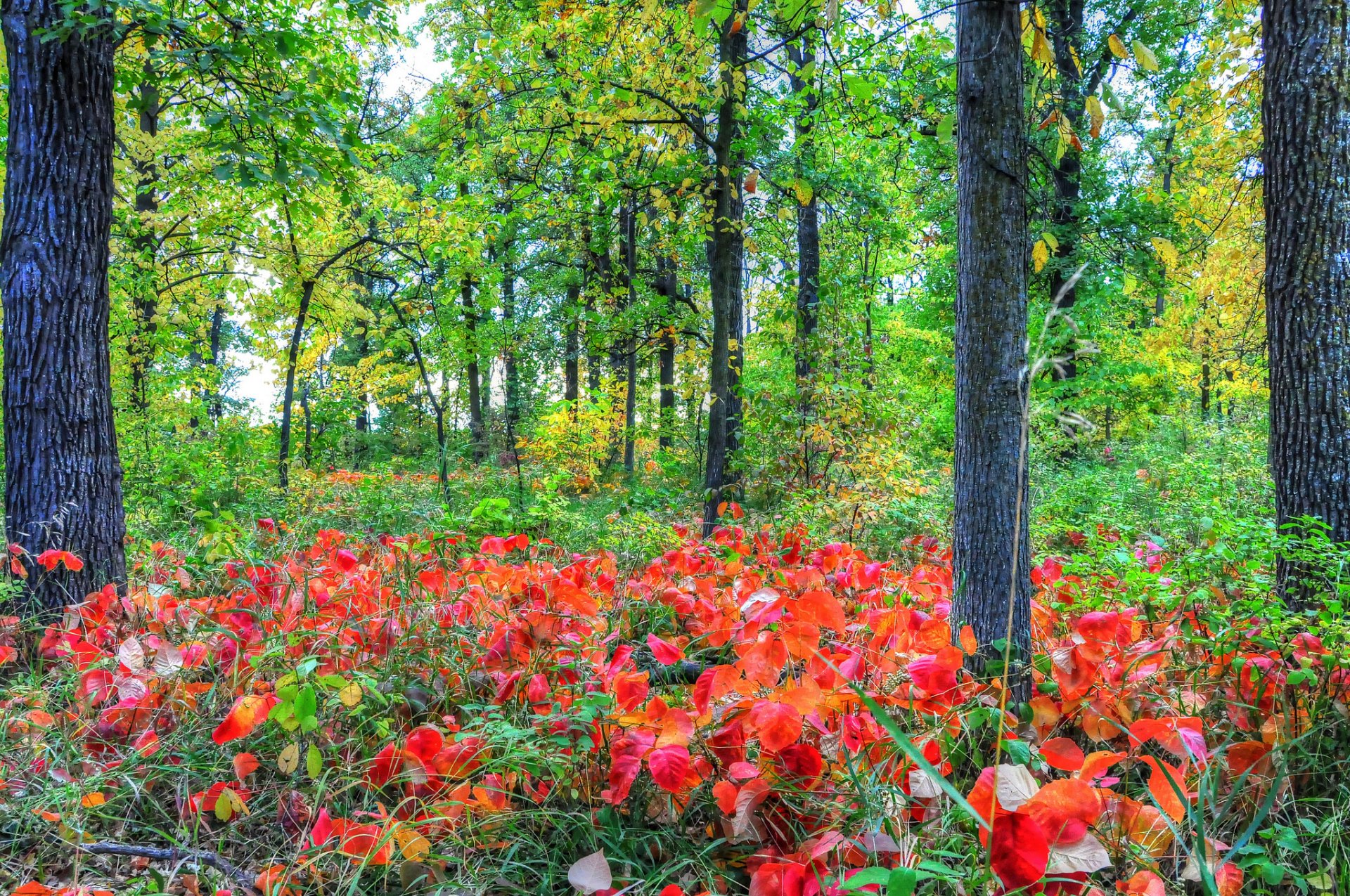 bosque árboles arbustos hierba otoño hojas