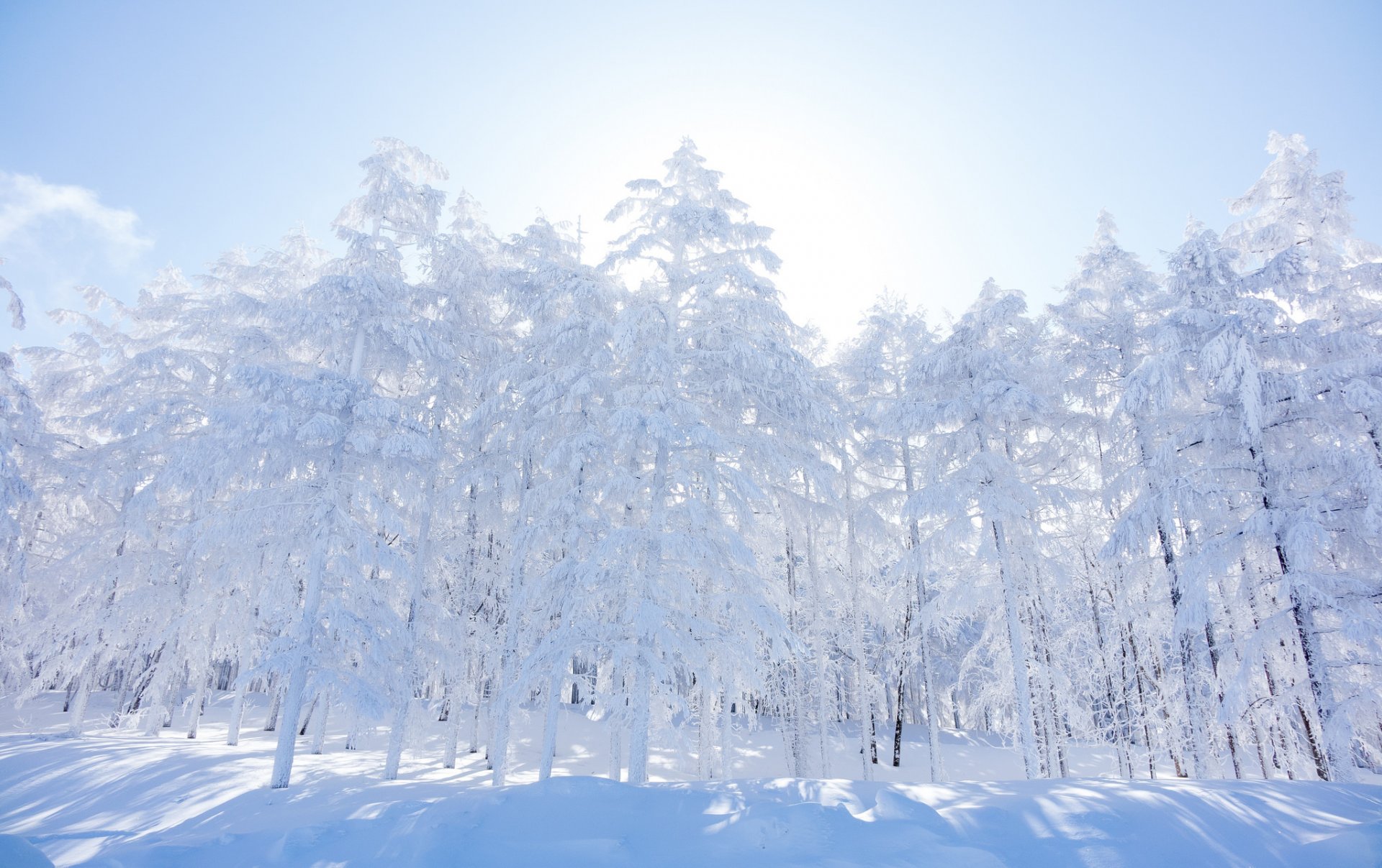 cielo mattina foresta inverno alberi neve